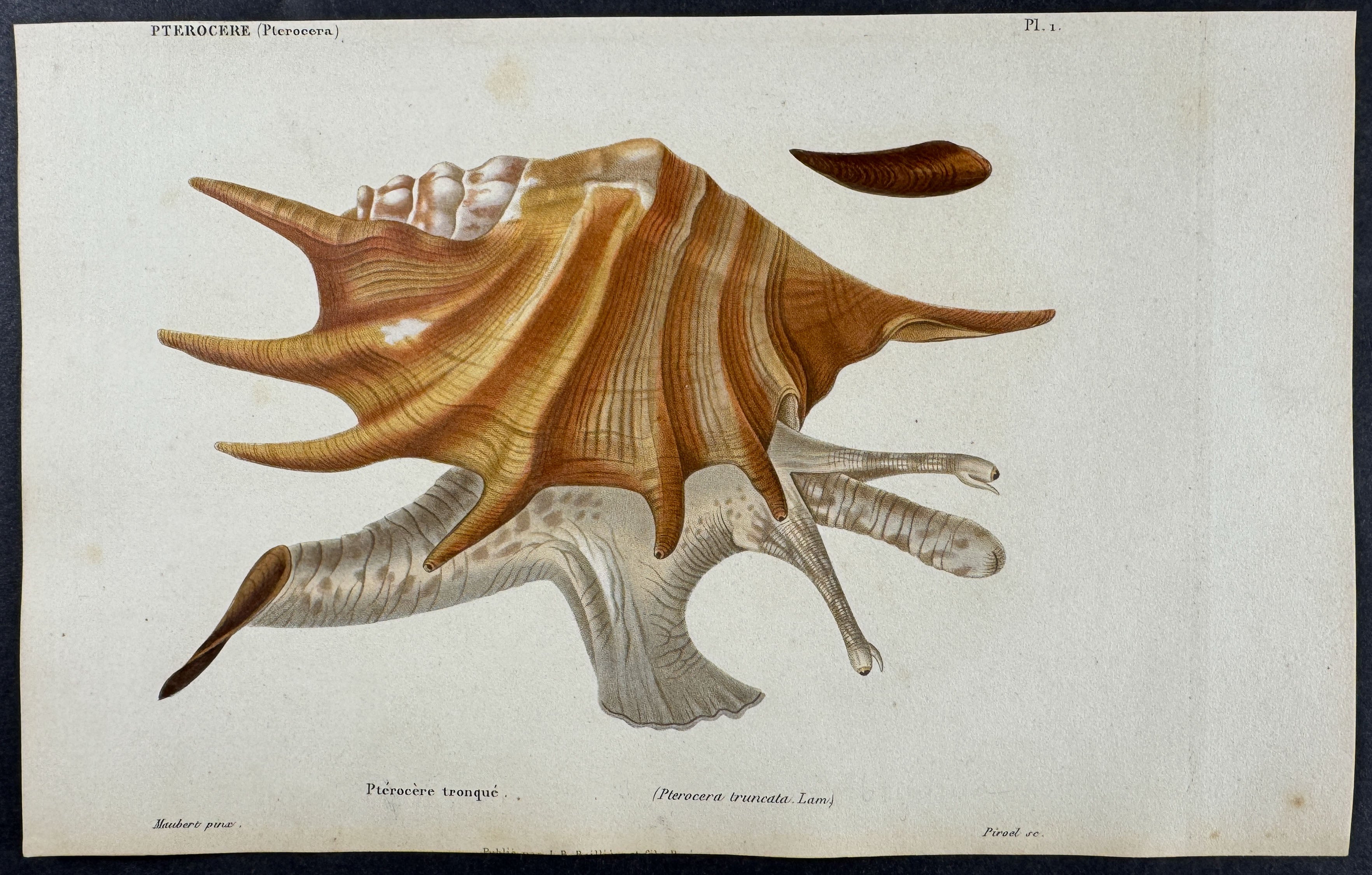 Shells