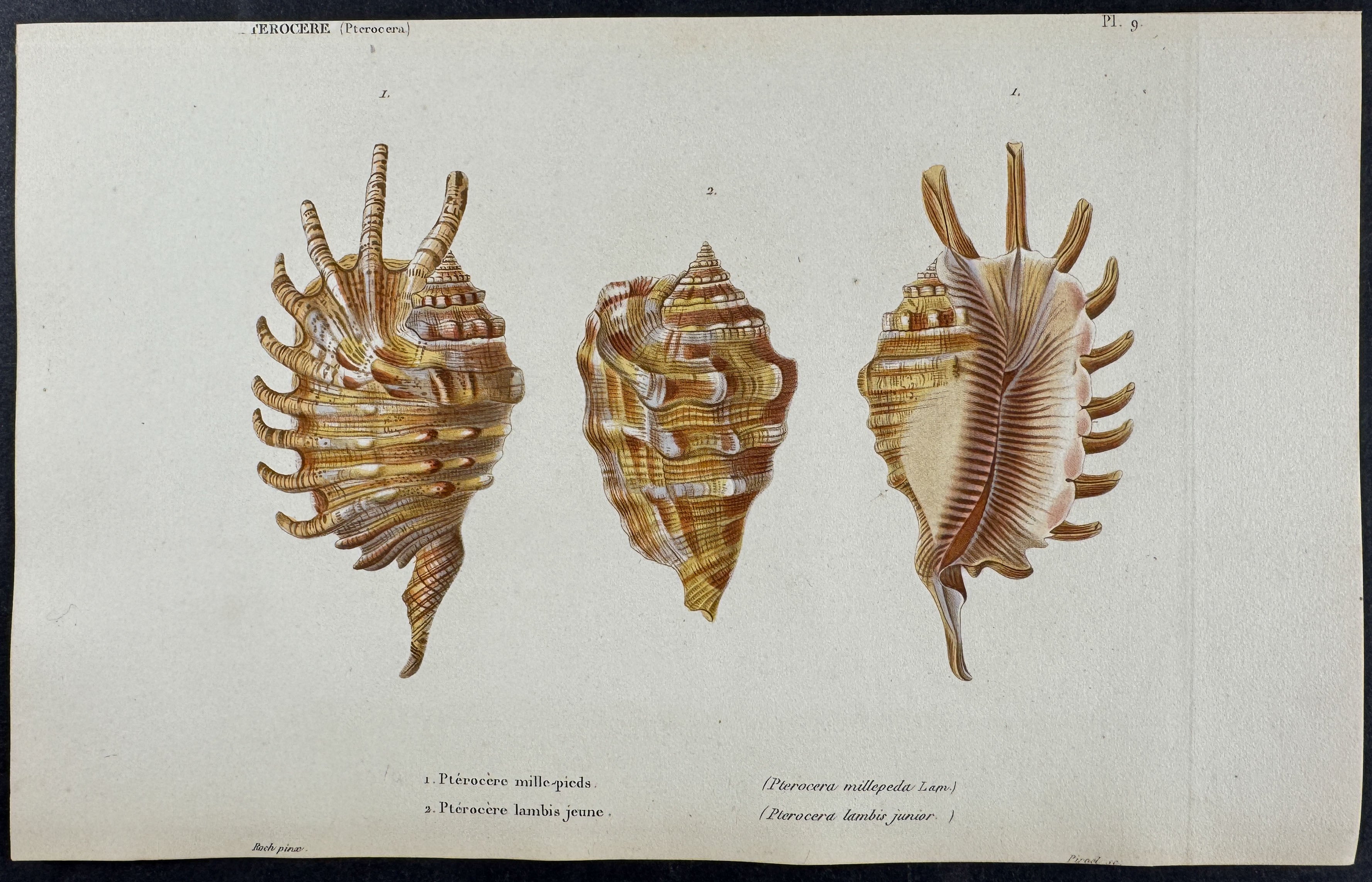 Shells