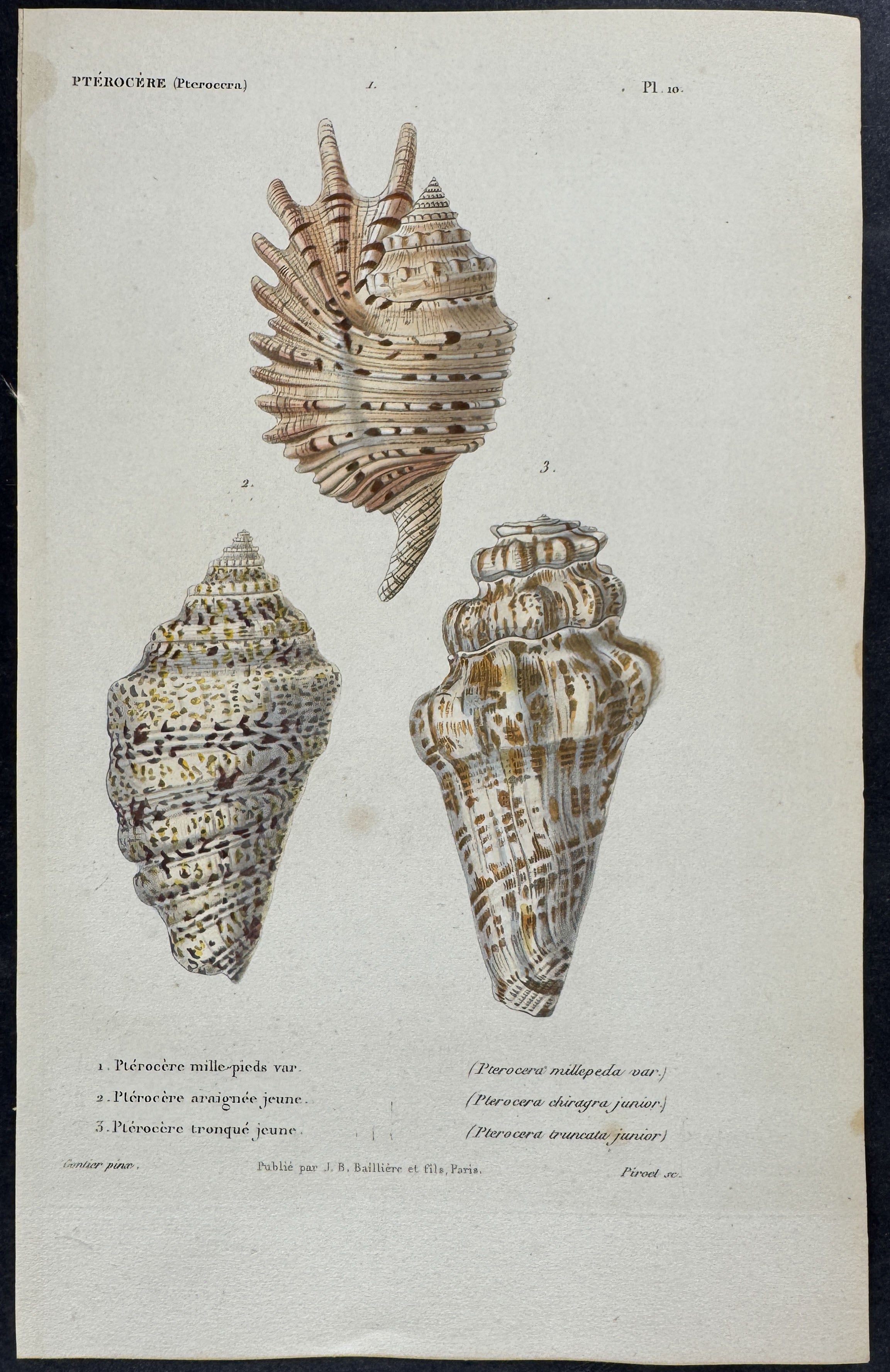 Shells