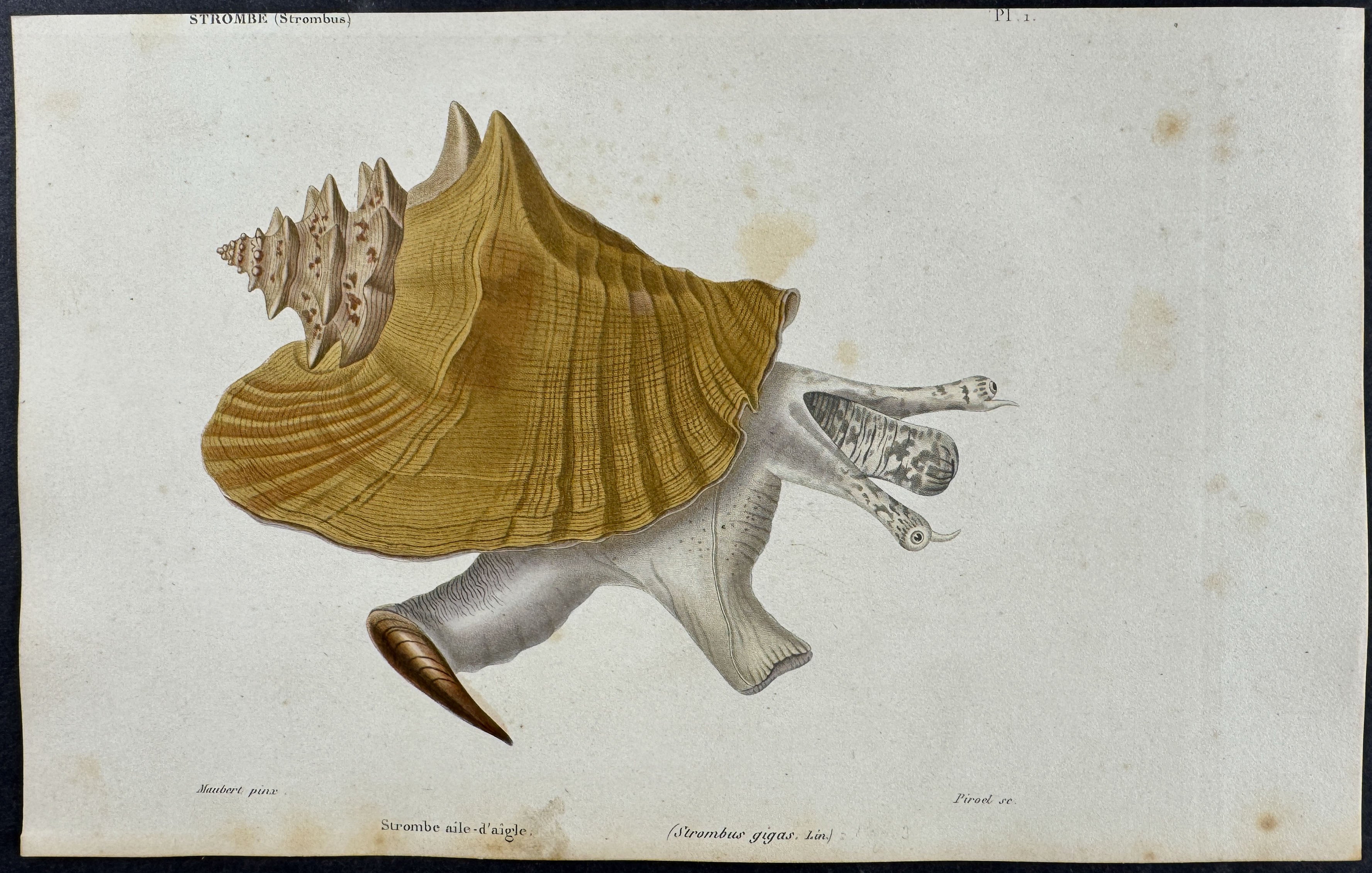 Shells