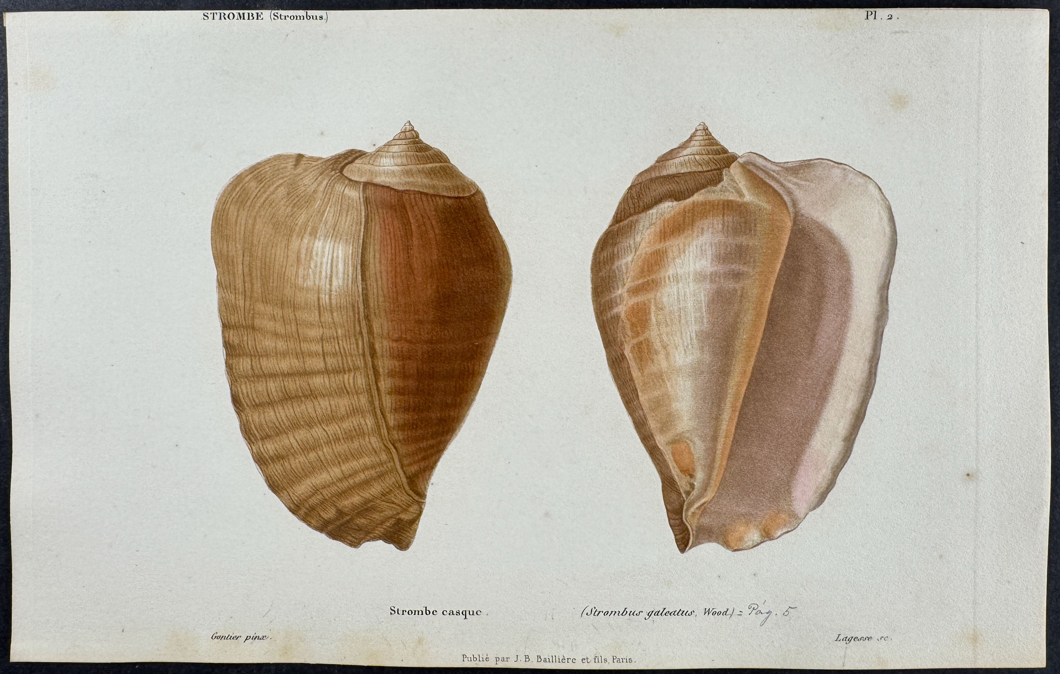 Shells