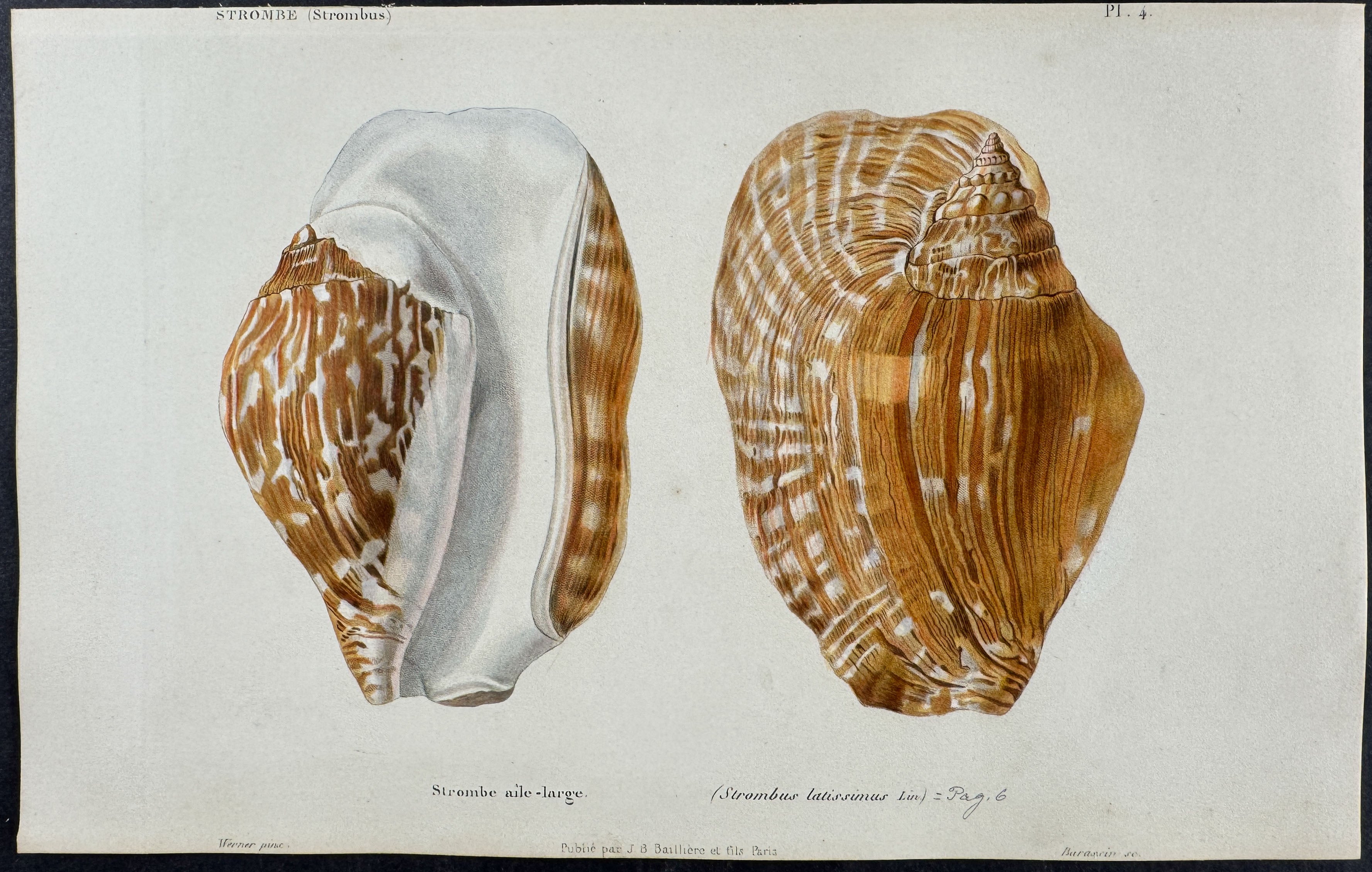 Shells
