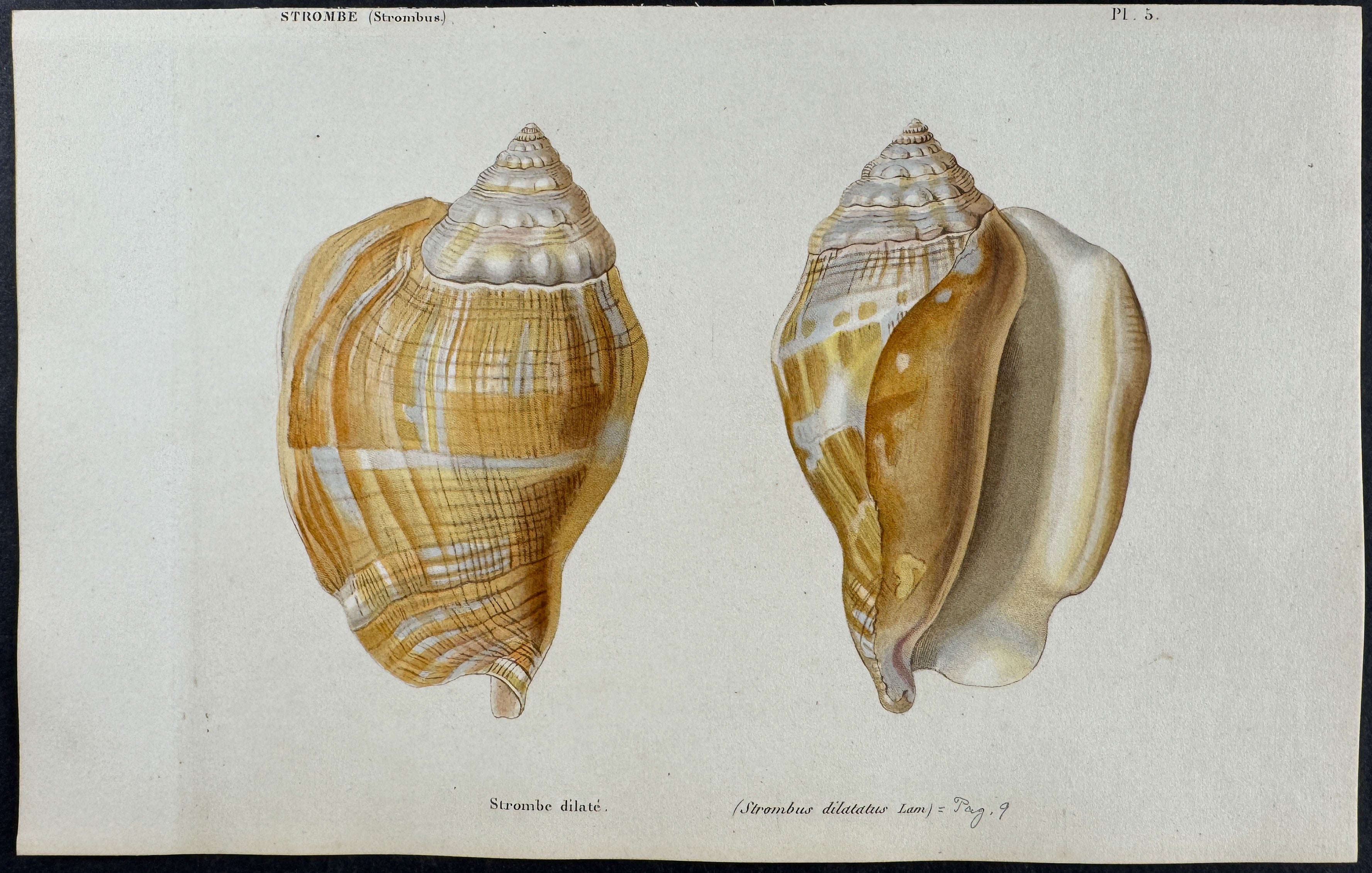 Shells
