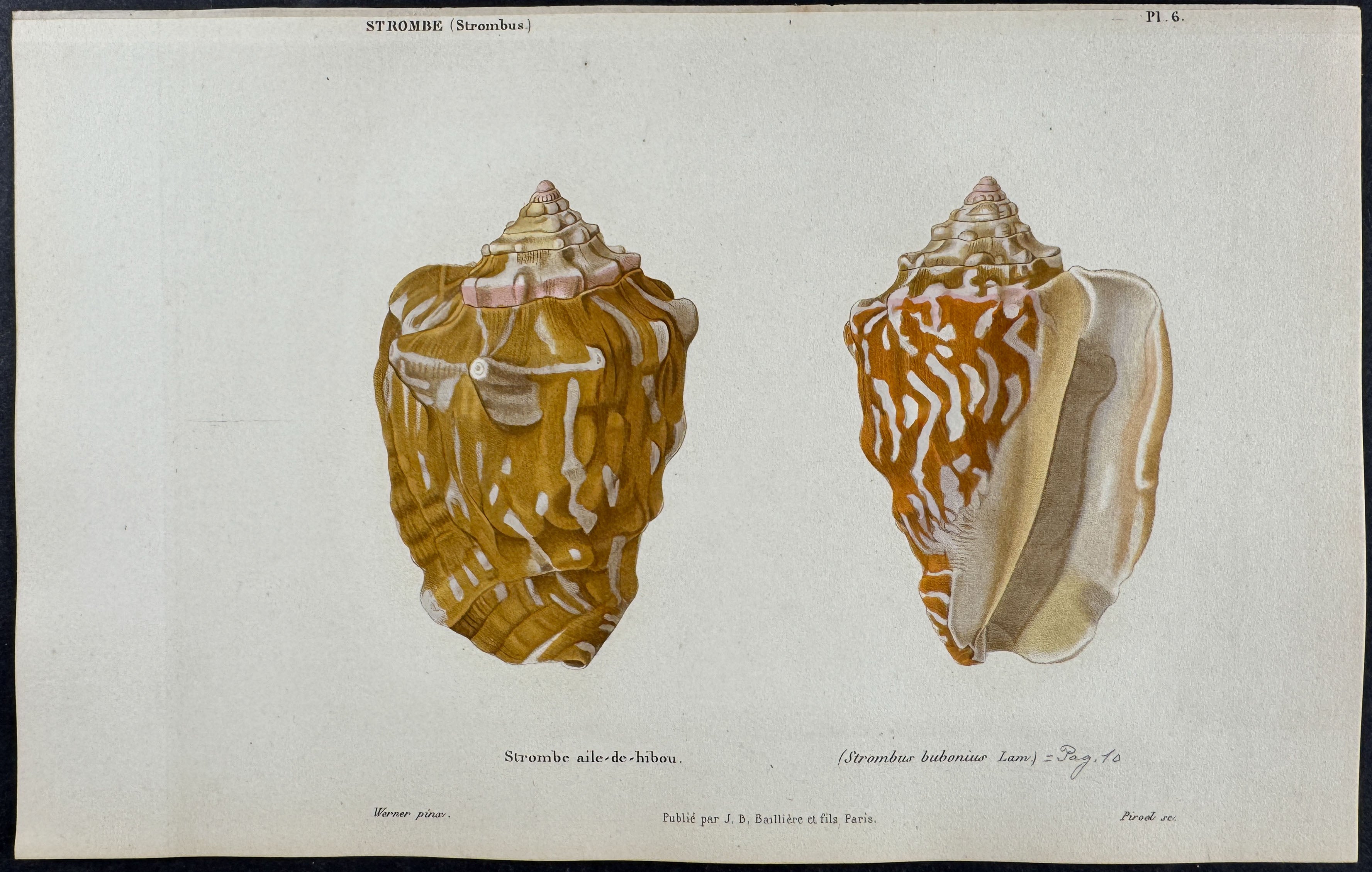 Shells