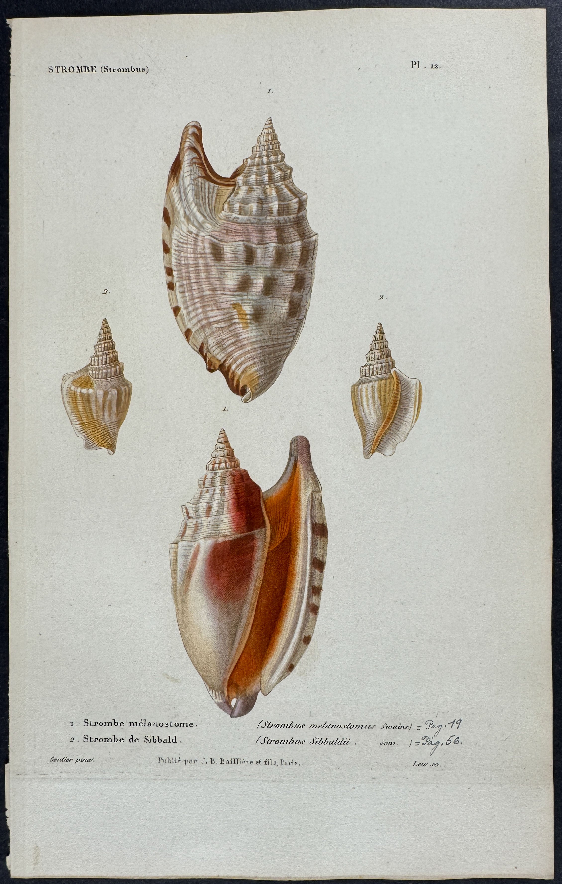 Shells