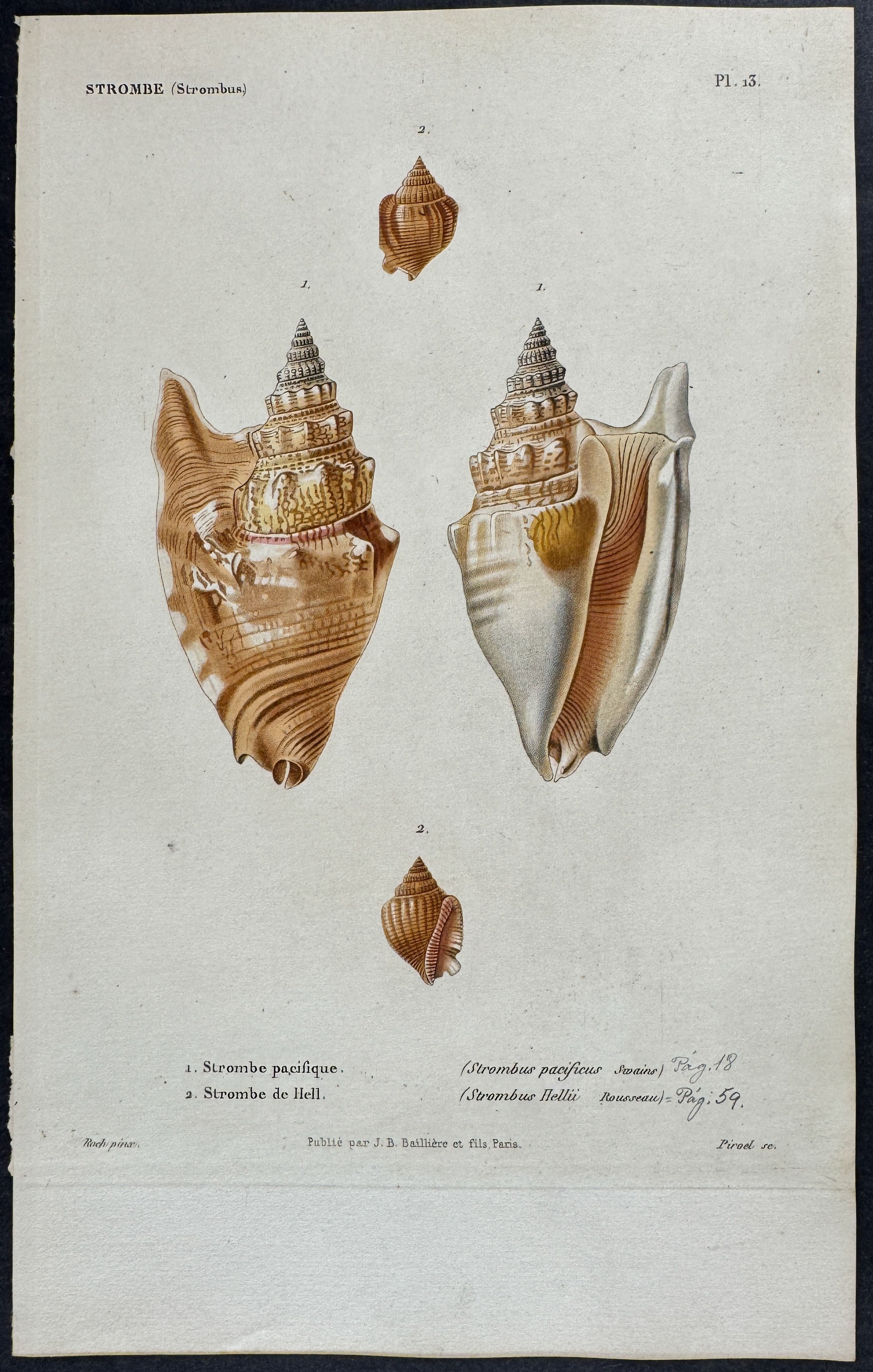 Shells