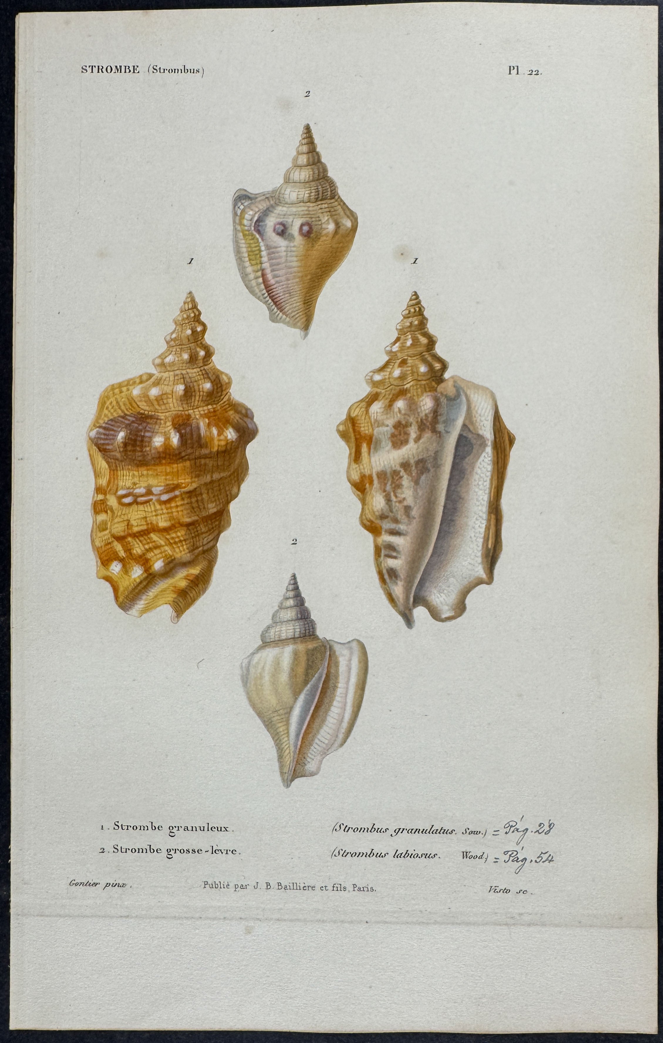 Shells