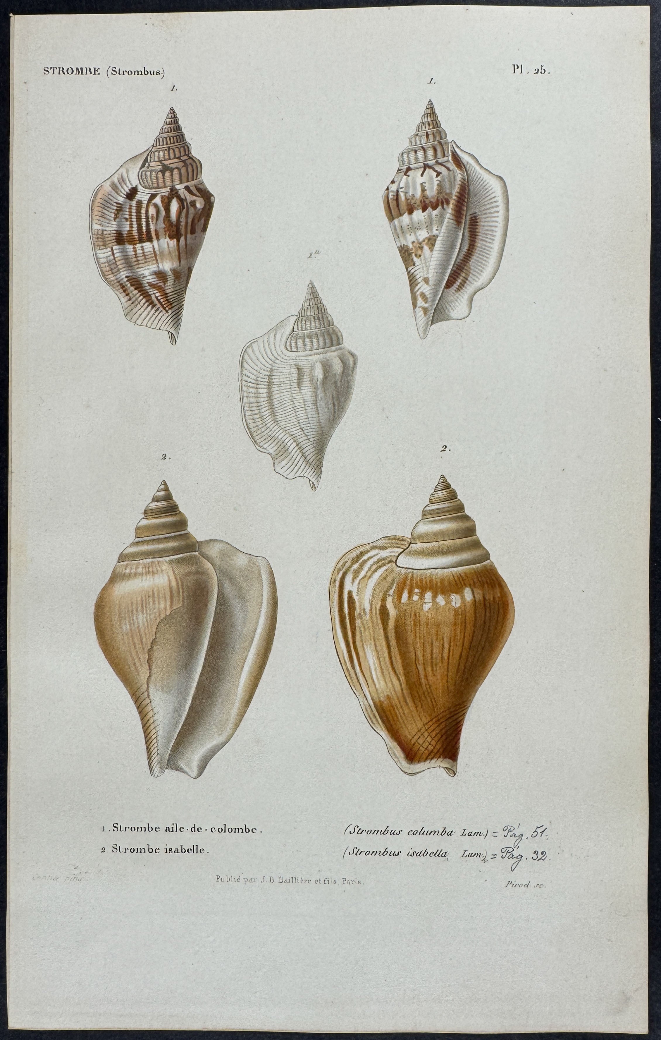 Shells