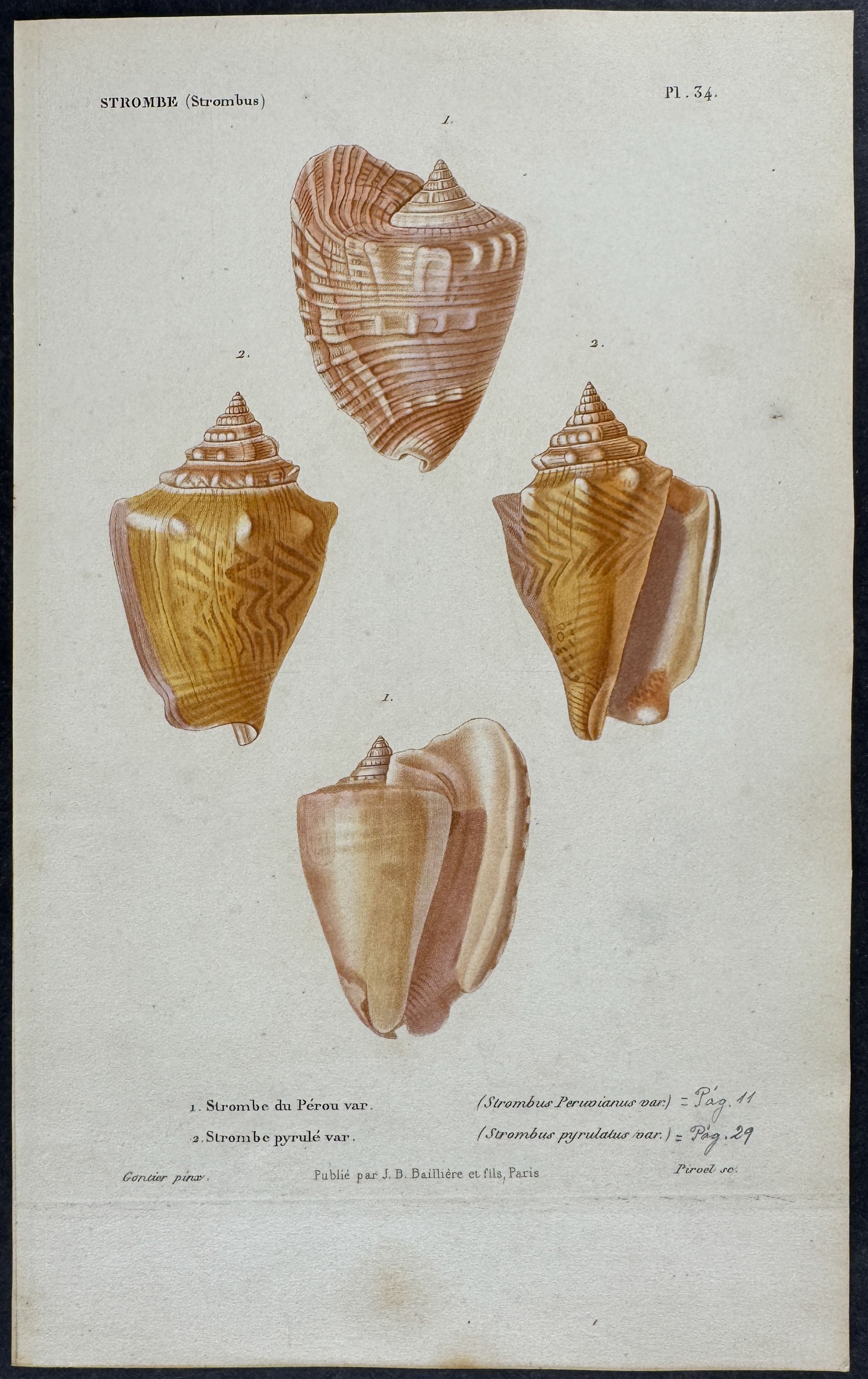 Shells