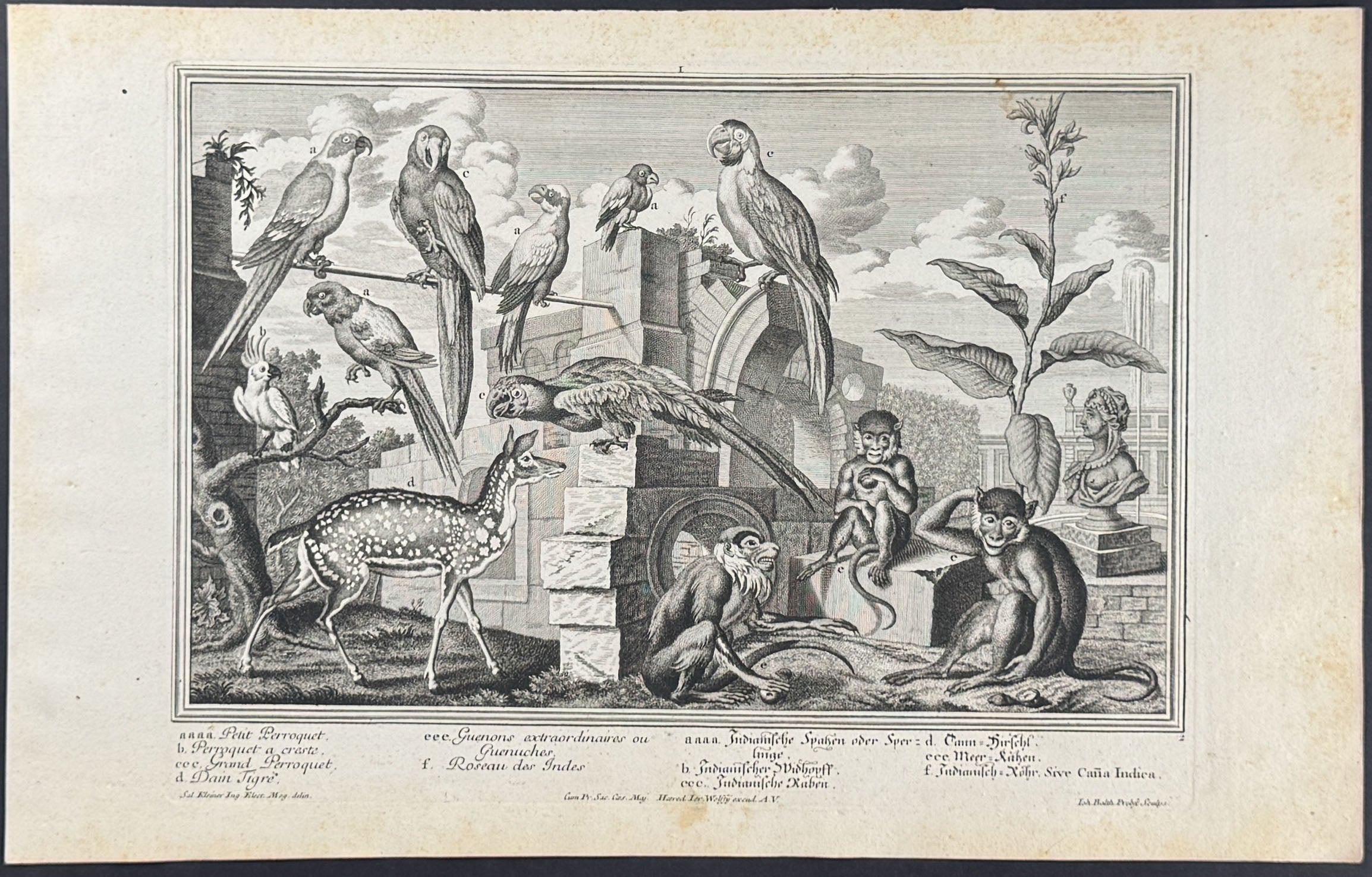 Animal Menagerie (Monkeys or Primates, Parrots, Macaw or Ara, Cockatoo, Deer)