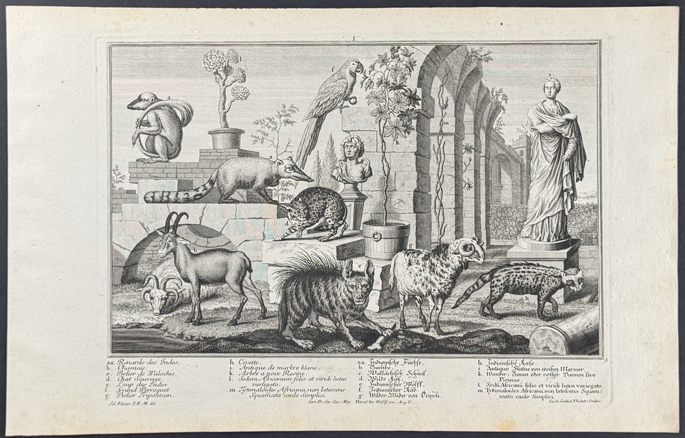 Animal Menagerie (Hyena, Goat, Primate, Parrot or Macaw, Quadruped / Mammals)