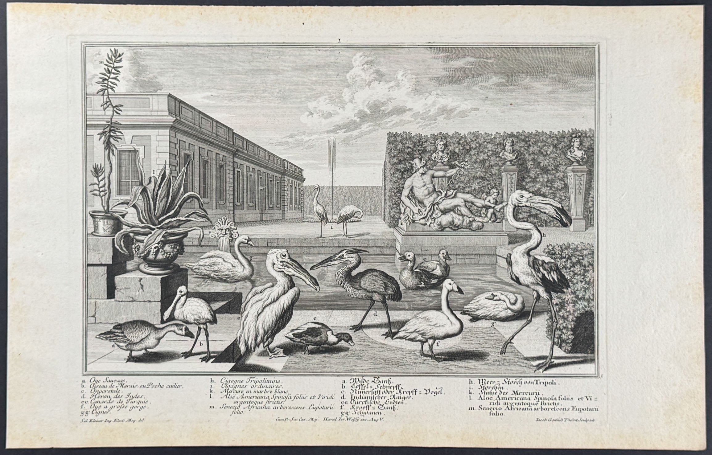 Animal Menagerie (Pelican, Swan, Spoonbill, Ducks, Flamingo)