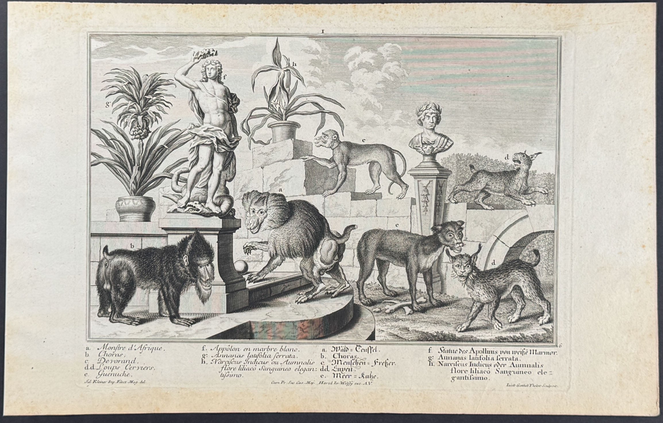Animal Menagerie (Monkeys or Primates, Wild Cats)