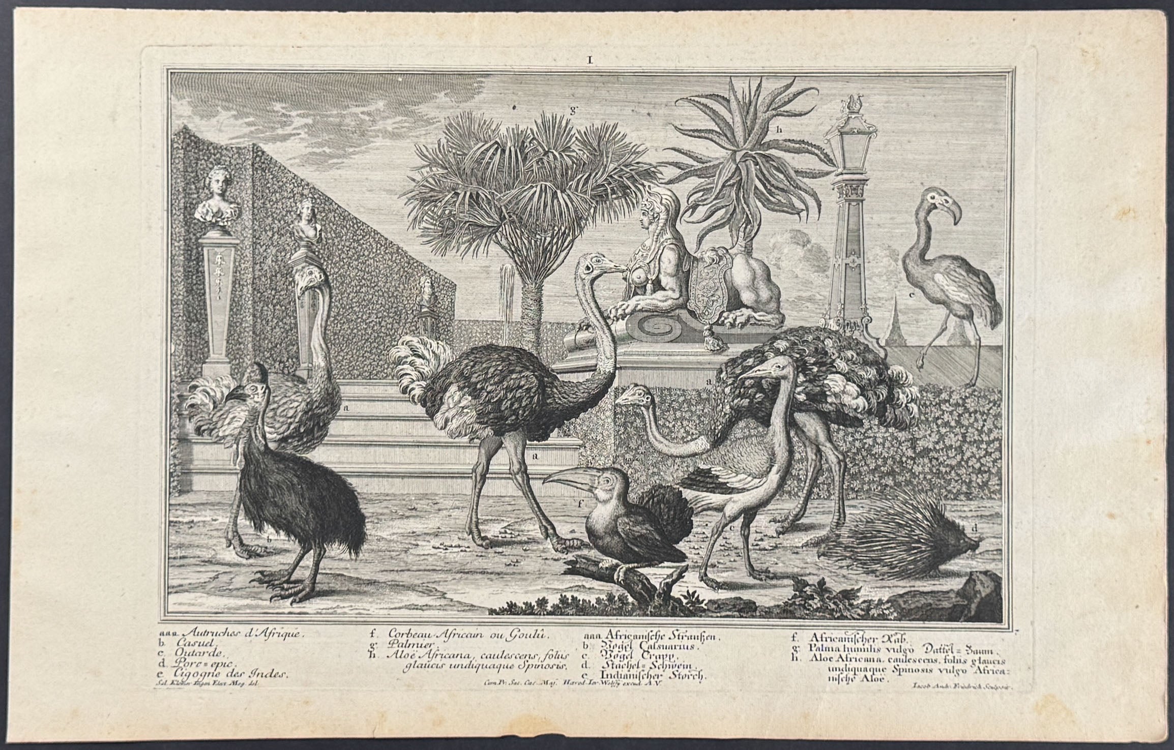 Animal Menagerie (Ostrich, Cassowary, Flamingo)