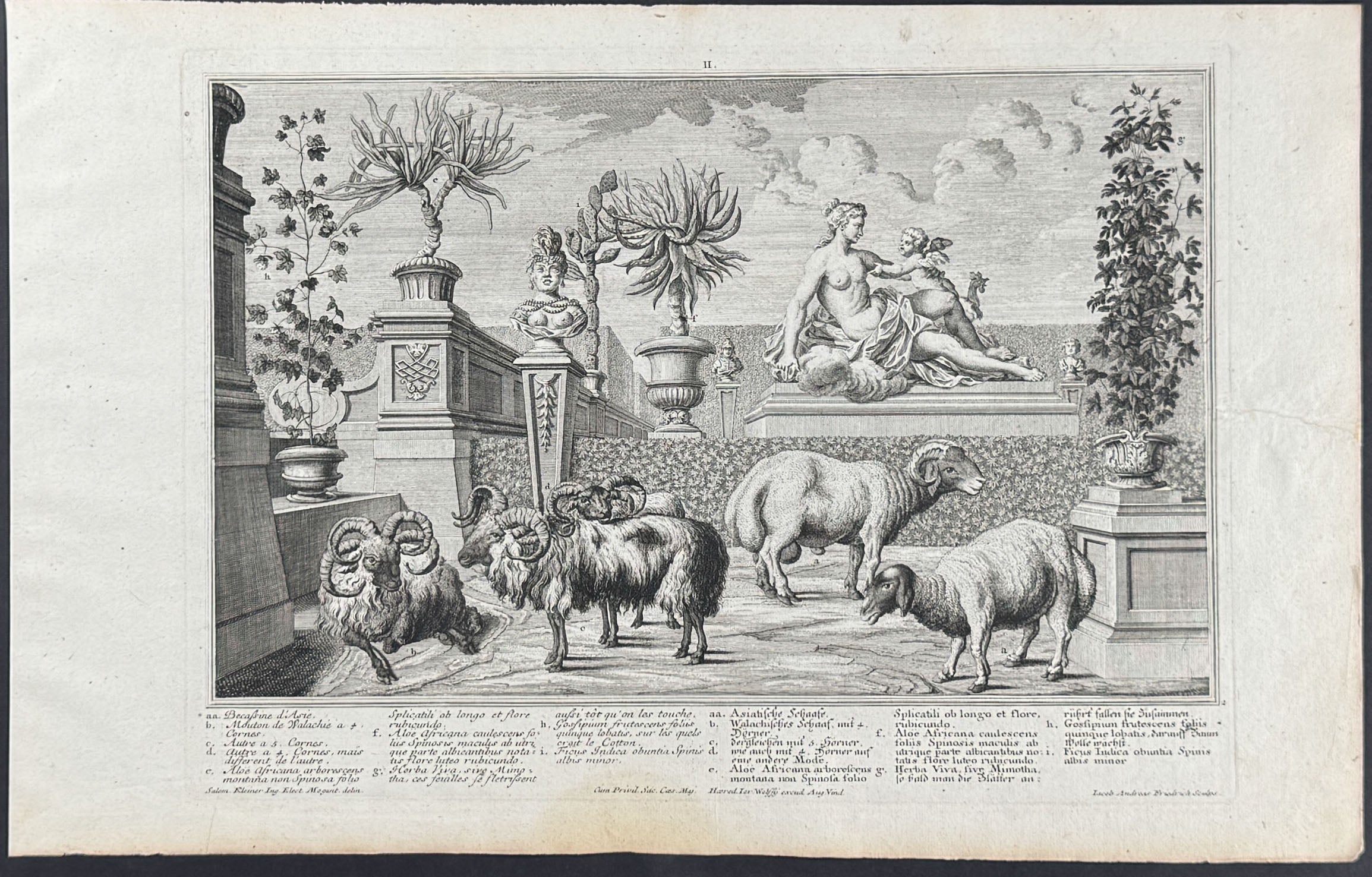 Animal Menagerie (Sheep, Ram)
