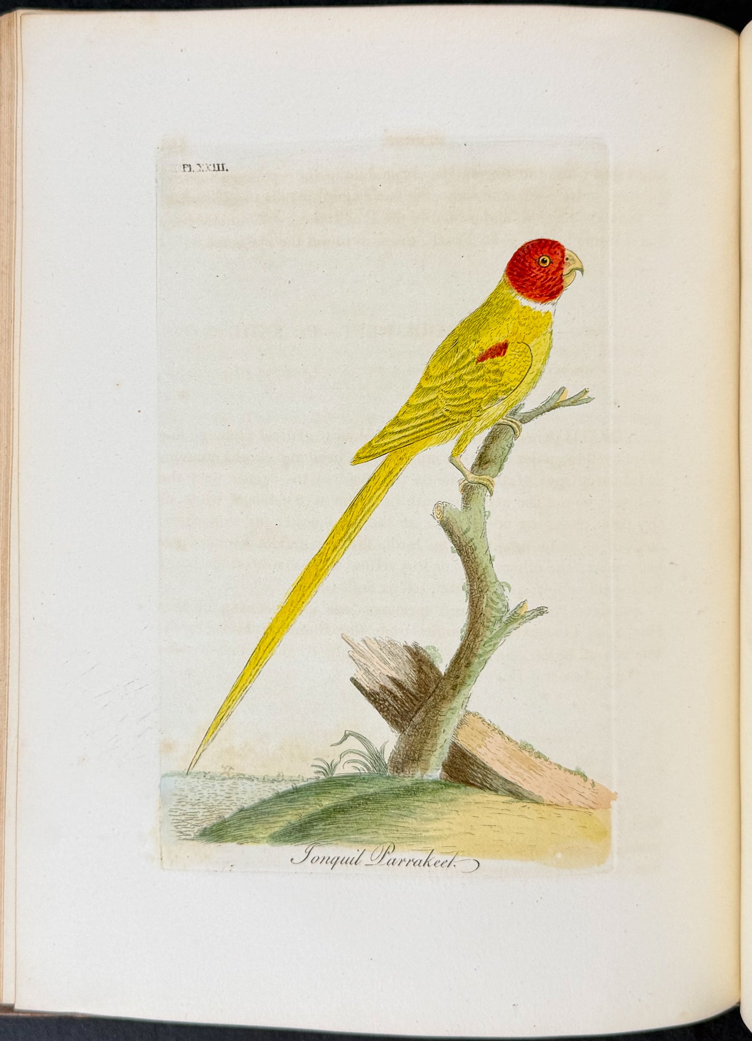 A General History of Birds
