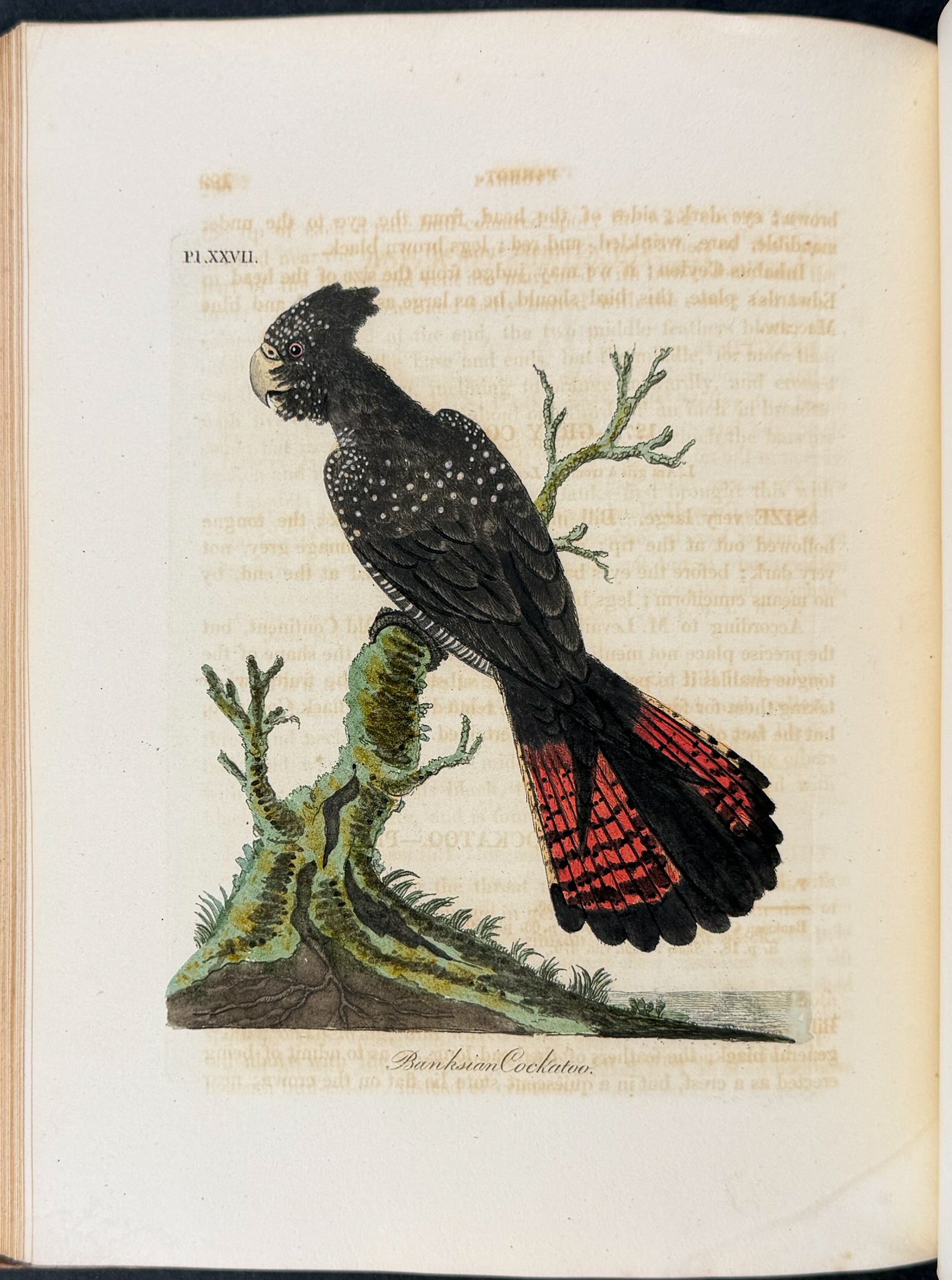 A General History of Birds