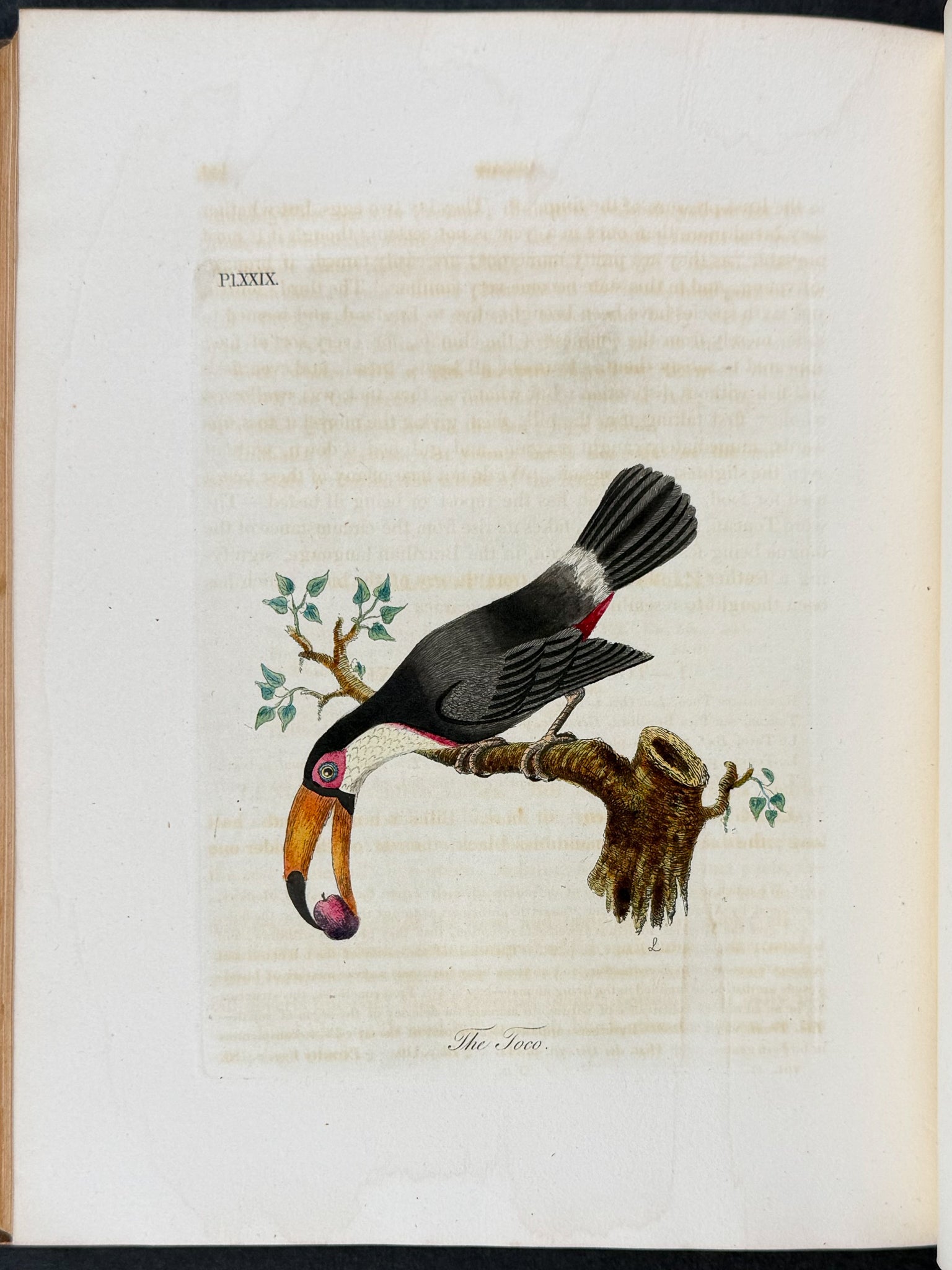 A General History of Birds