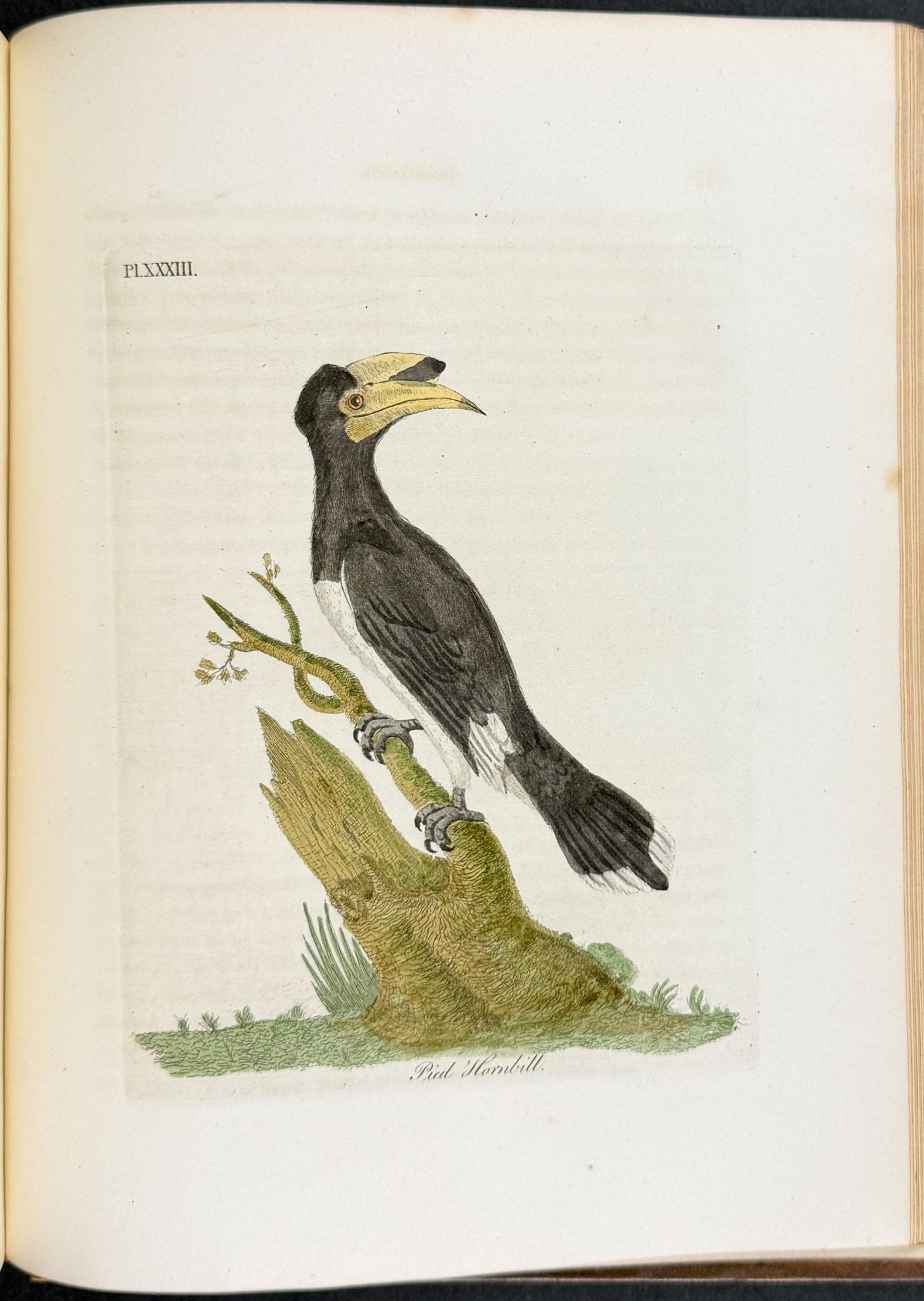 A General History of Birds
