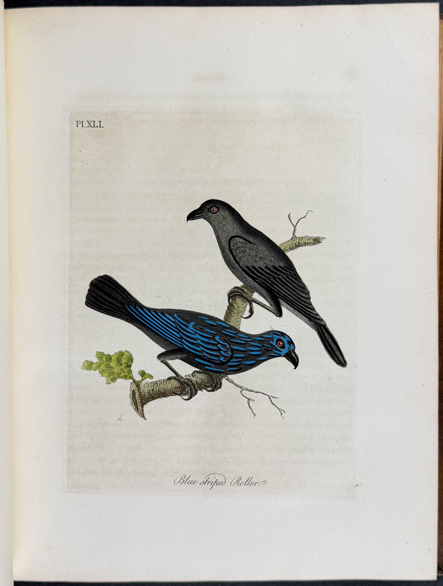 A General History of Birds