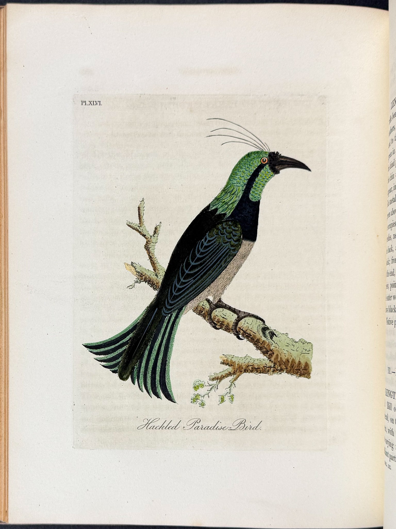 A General History of Birds