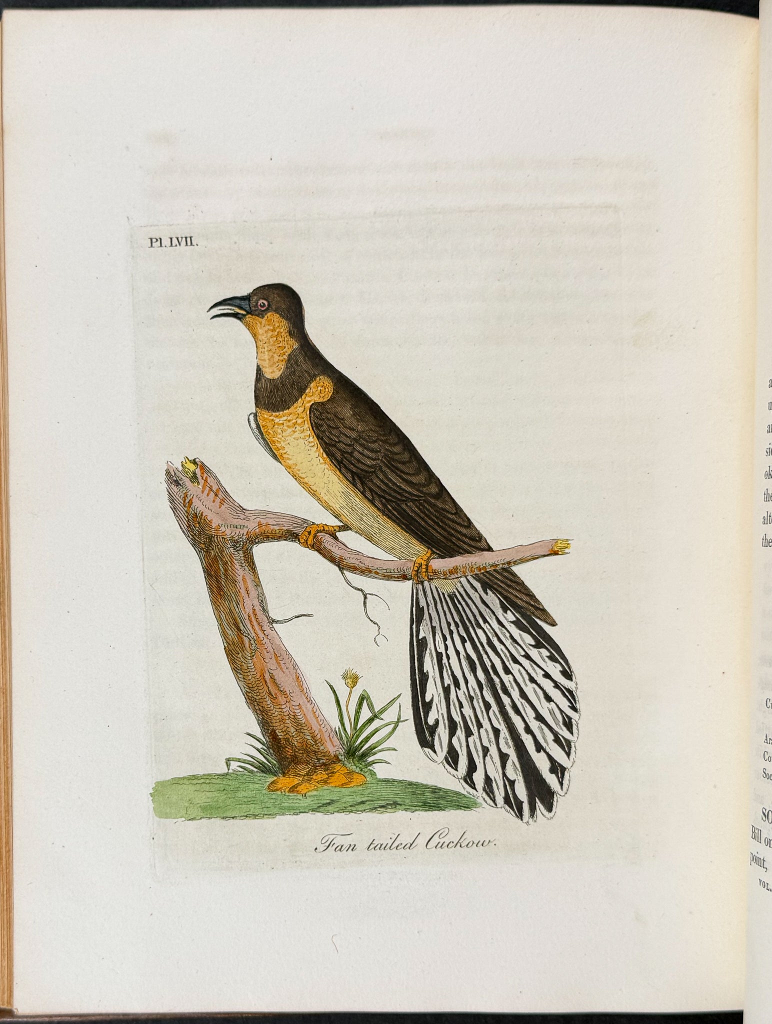 A General History of Birds