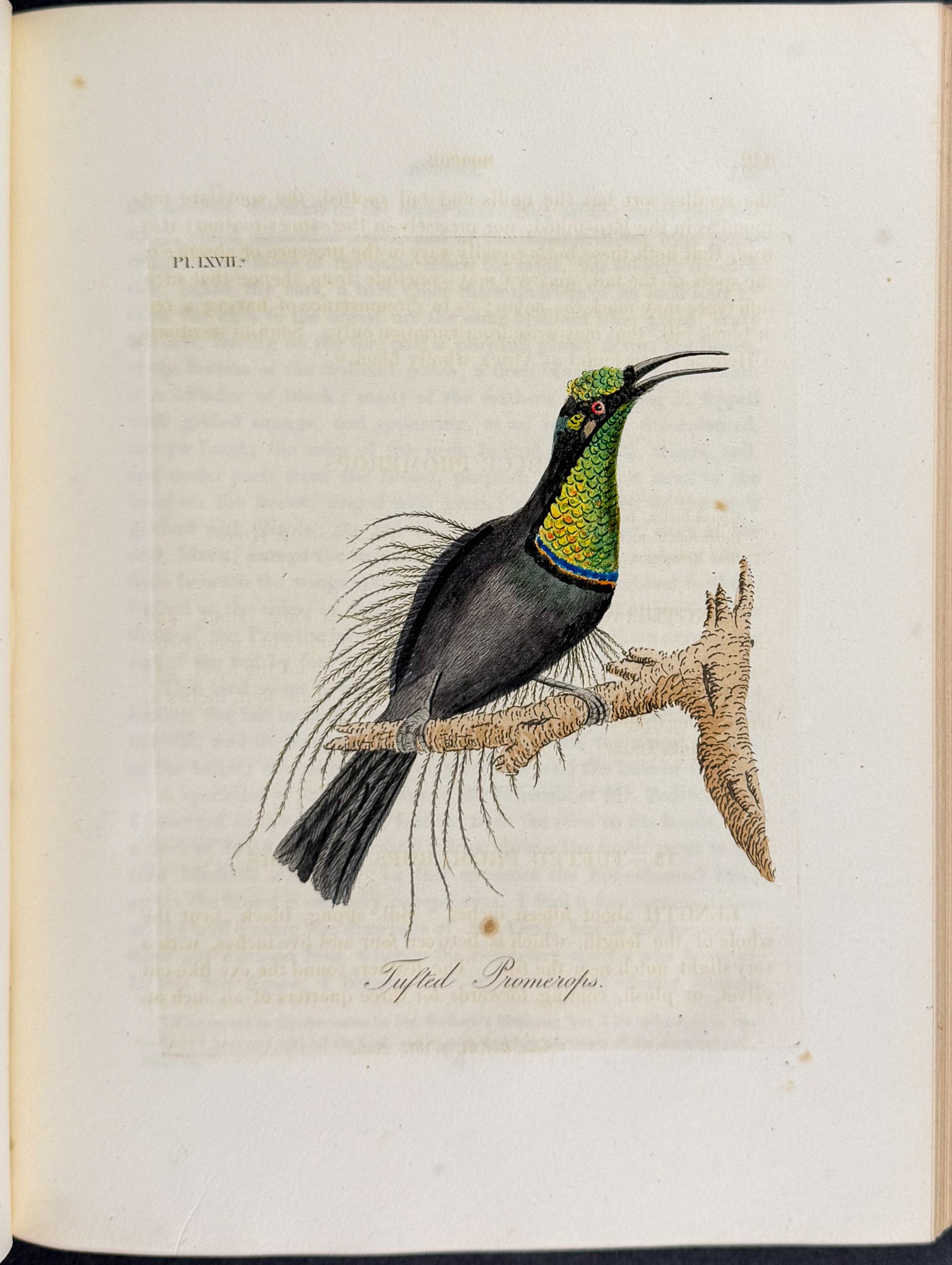 A General History of Birds