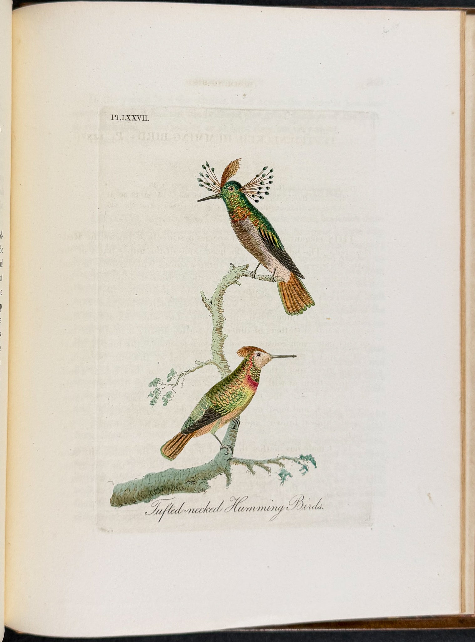 A General History of Birds