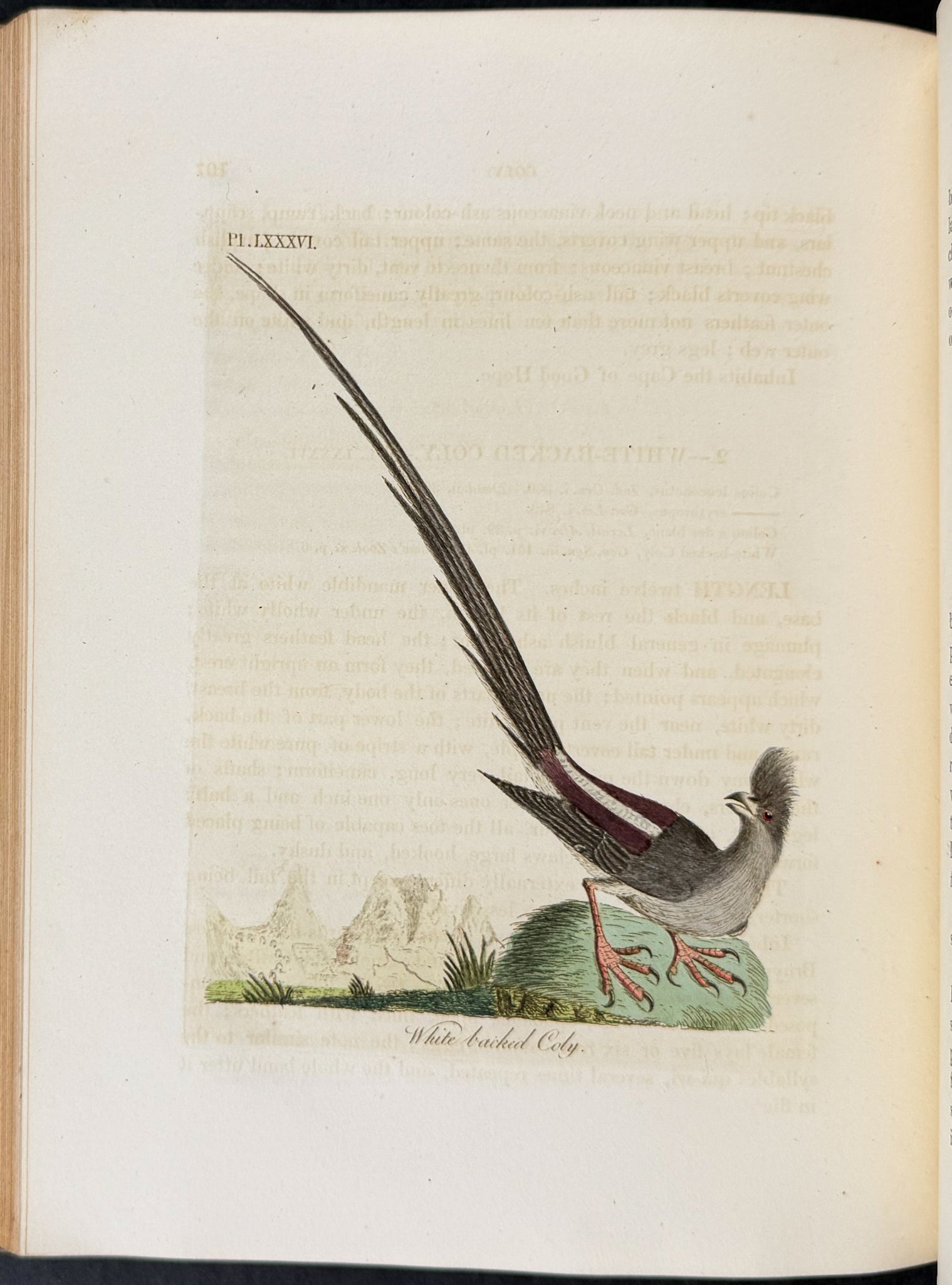 A General History of Birds