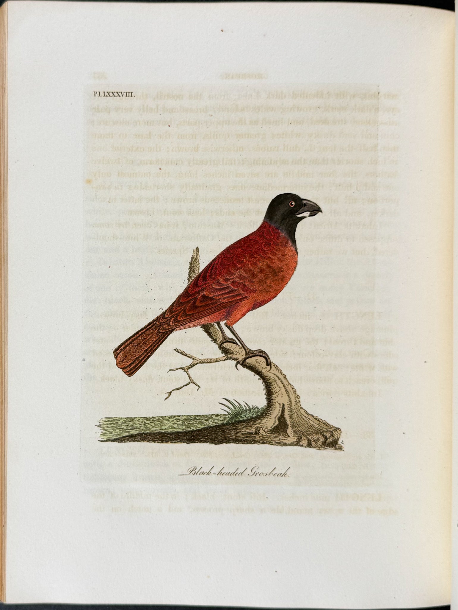 A General History of Birds