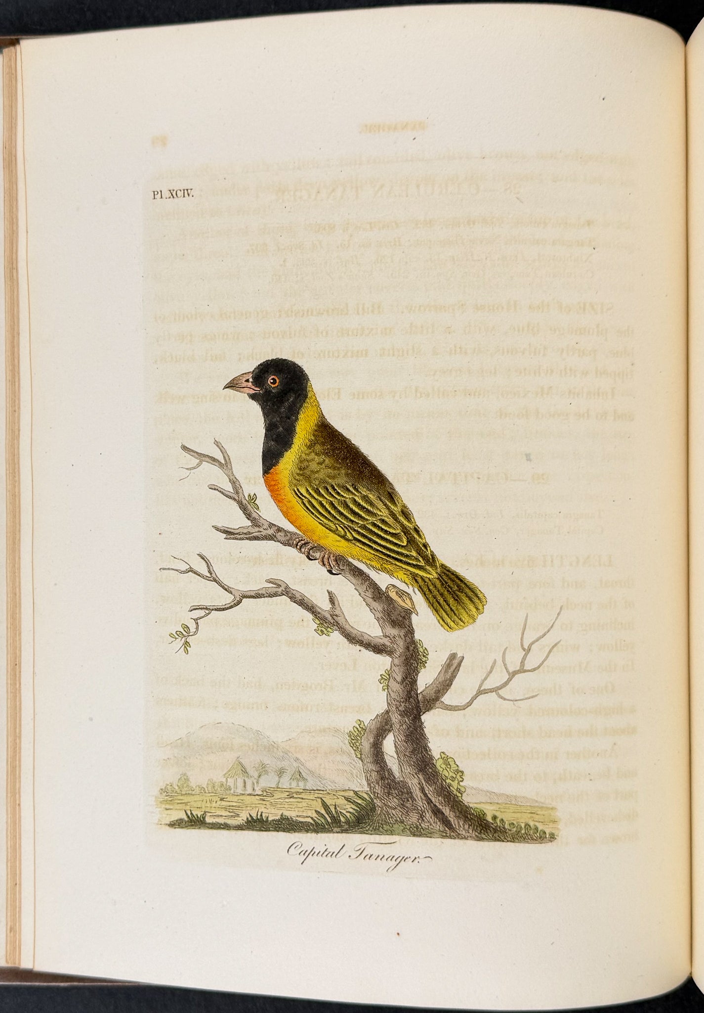 A General History of Birds