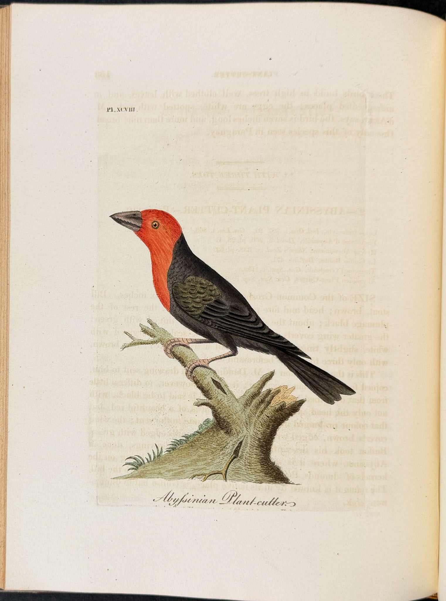 A General History of Birds