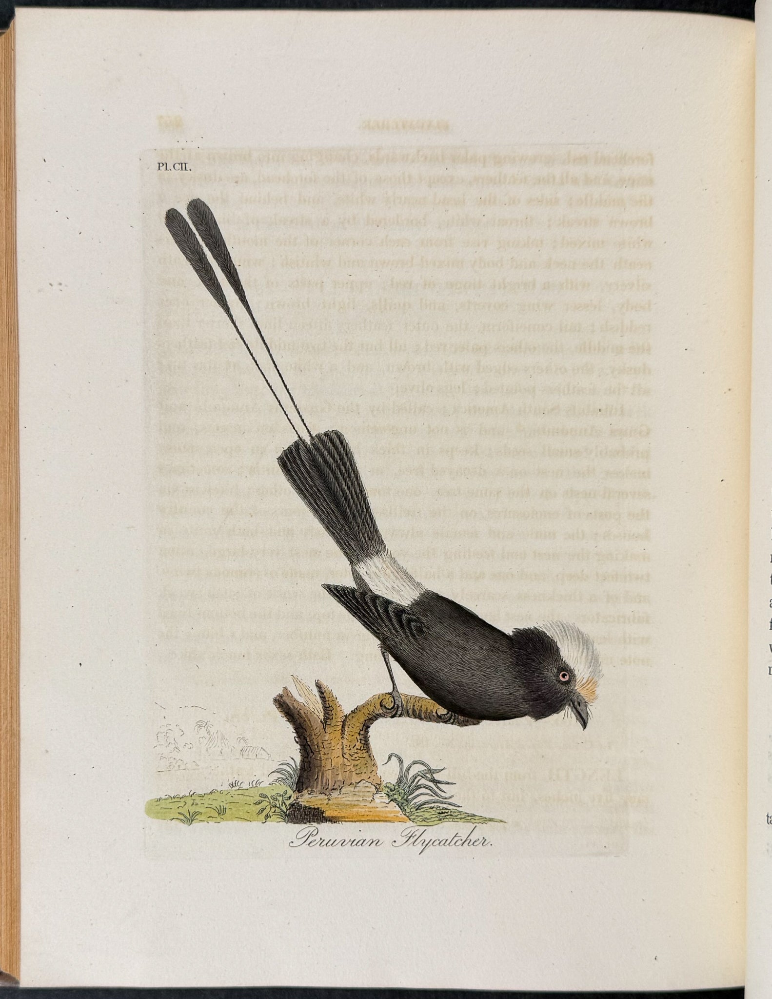 A General History of Birds