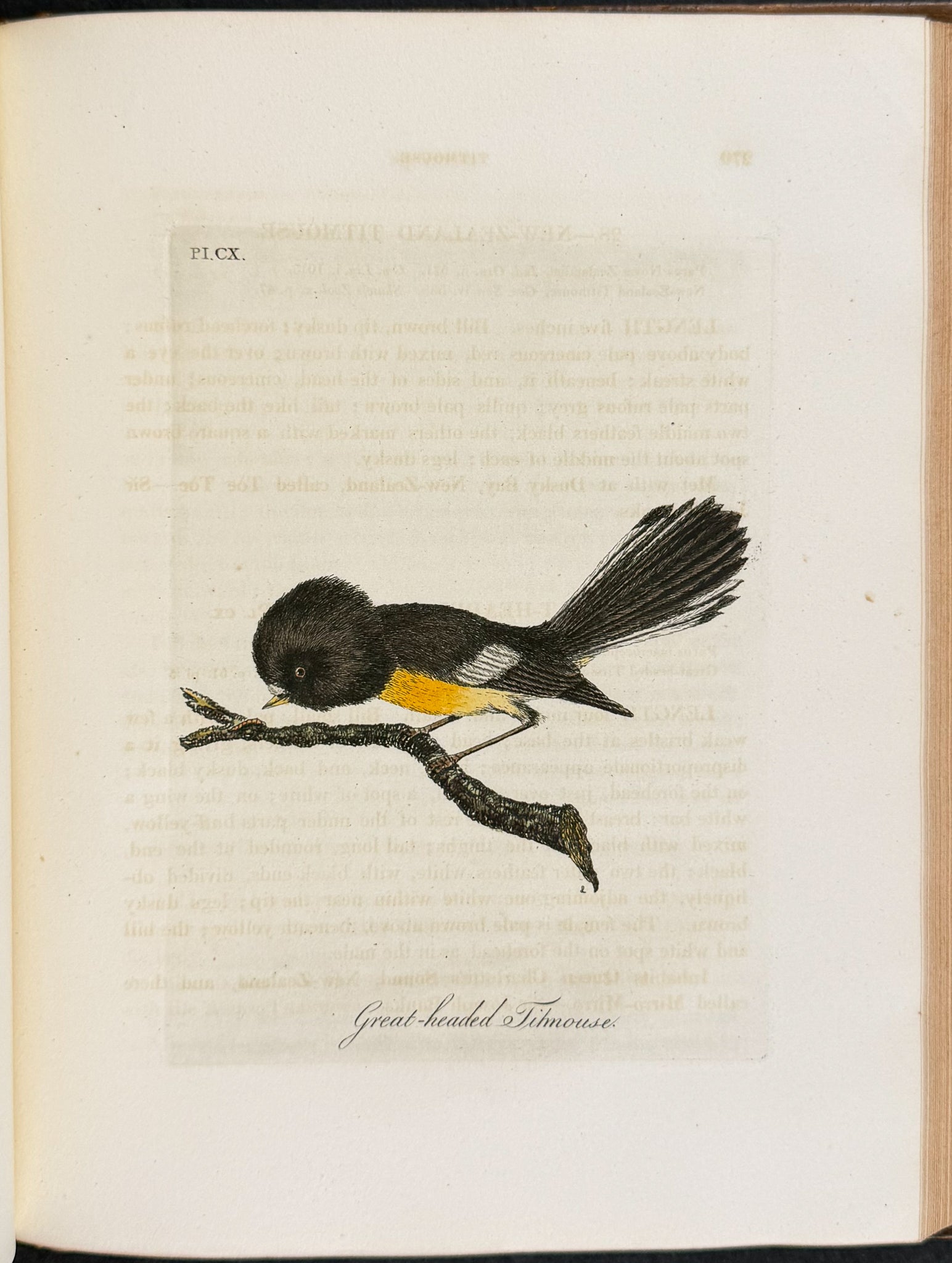 A General History of Birds