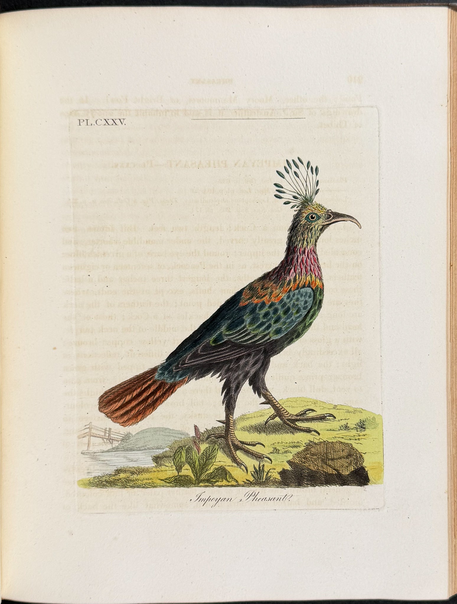 A General History of Birds