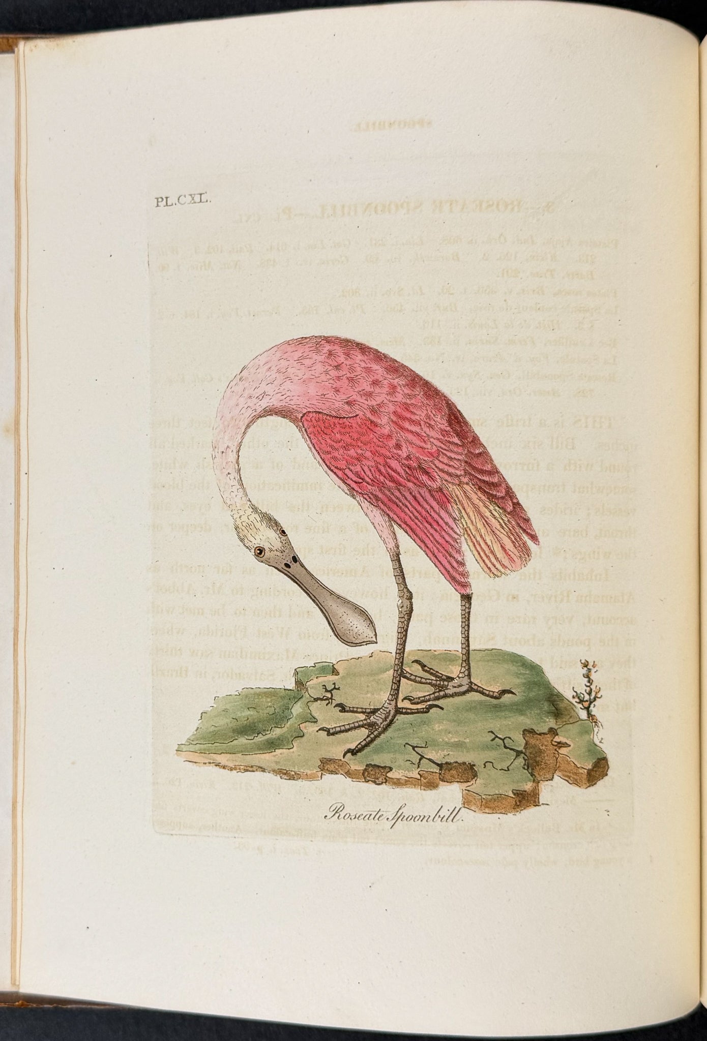 A General History of Birds