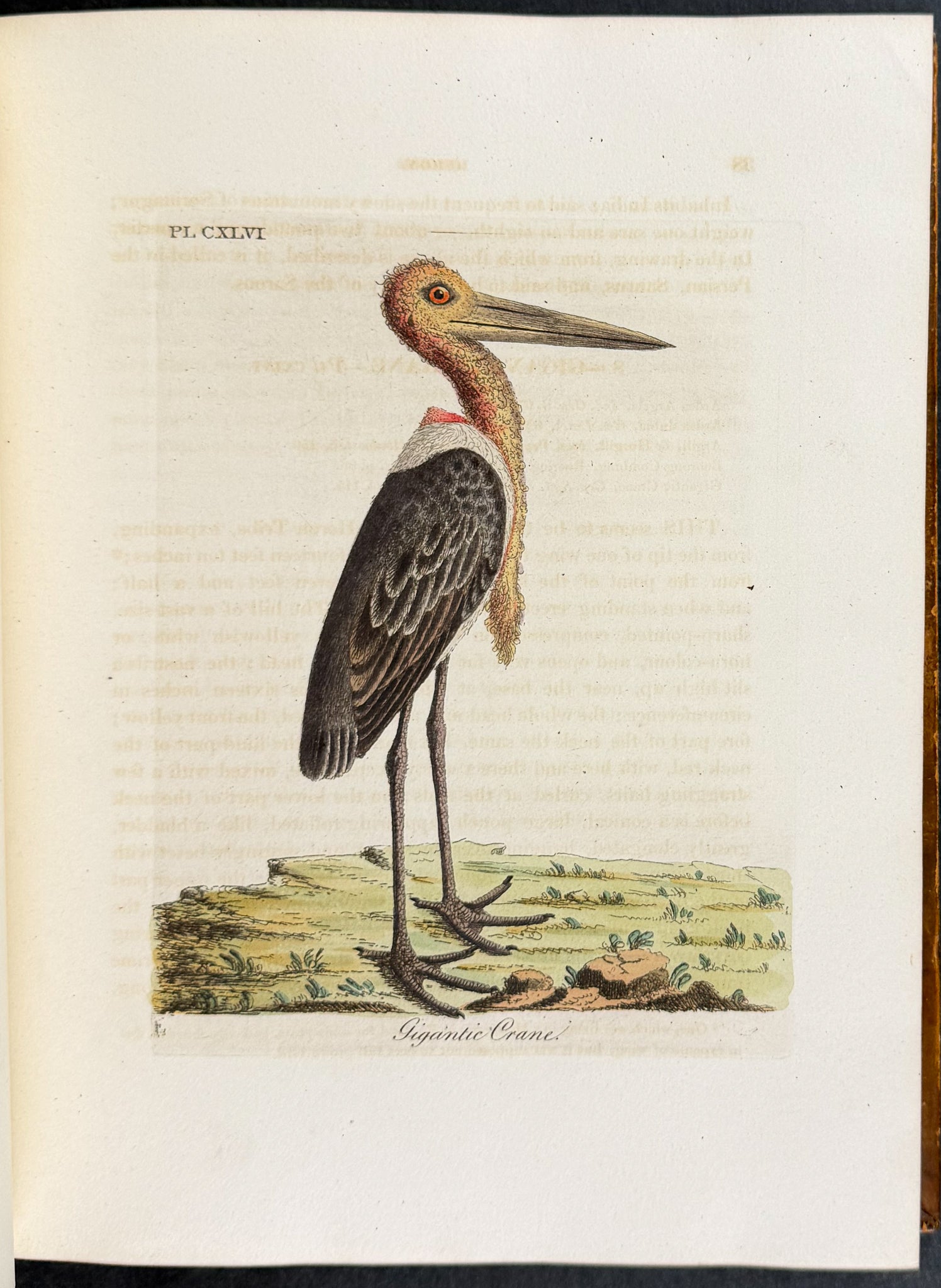 A General History of Birds
