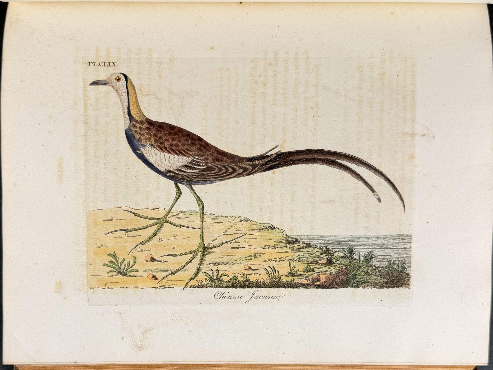A General History of Birds