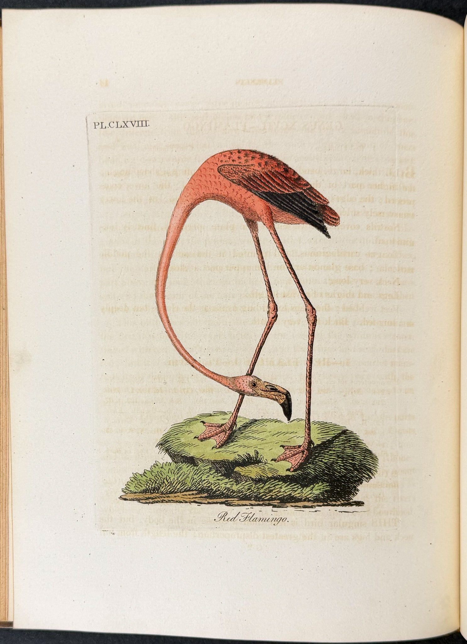 A General History of Birds