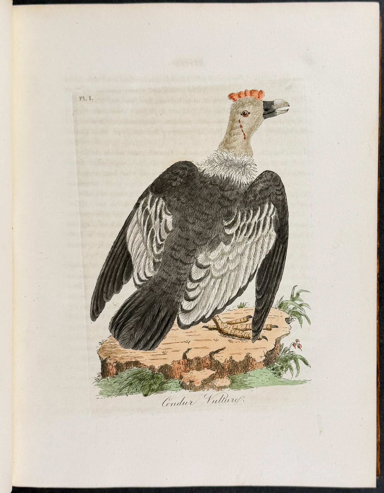 A General History of Birds