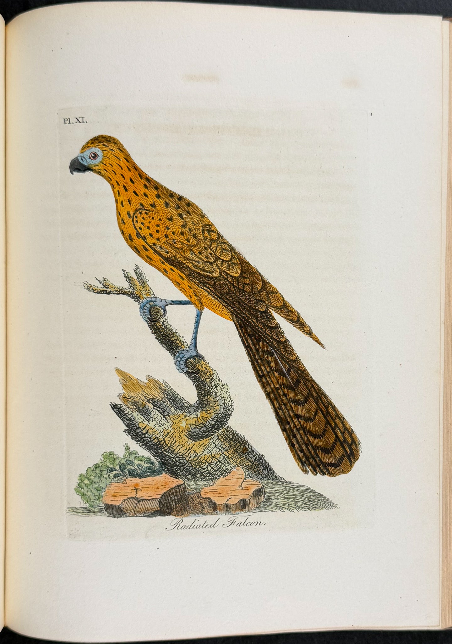 A General History of Birds