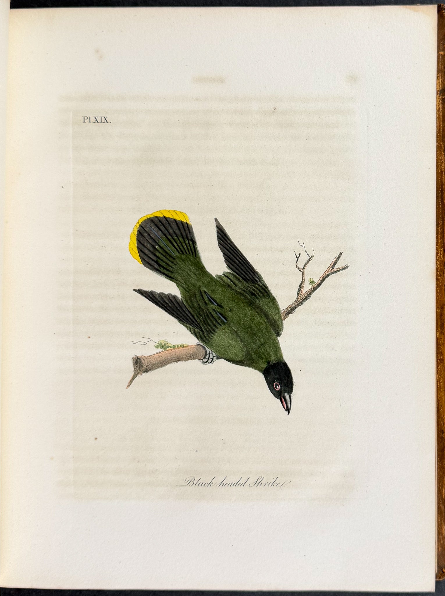 A General History of Birds