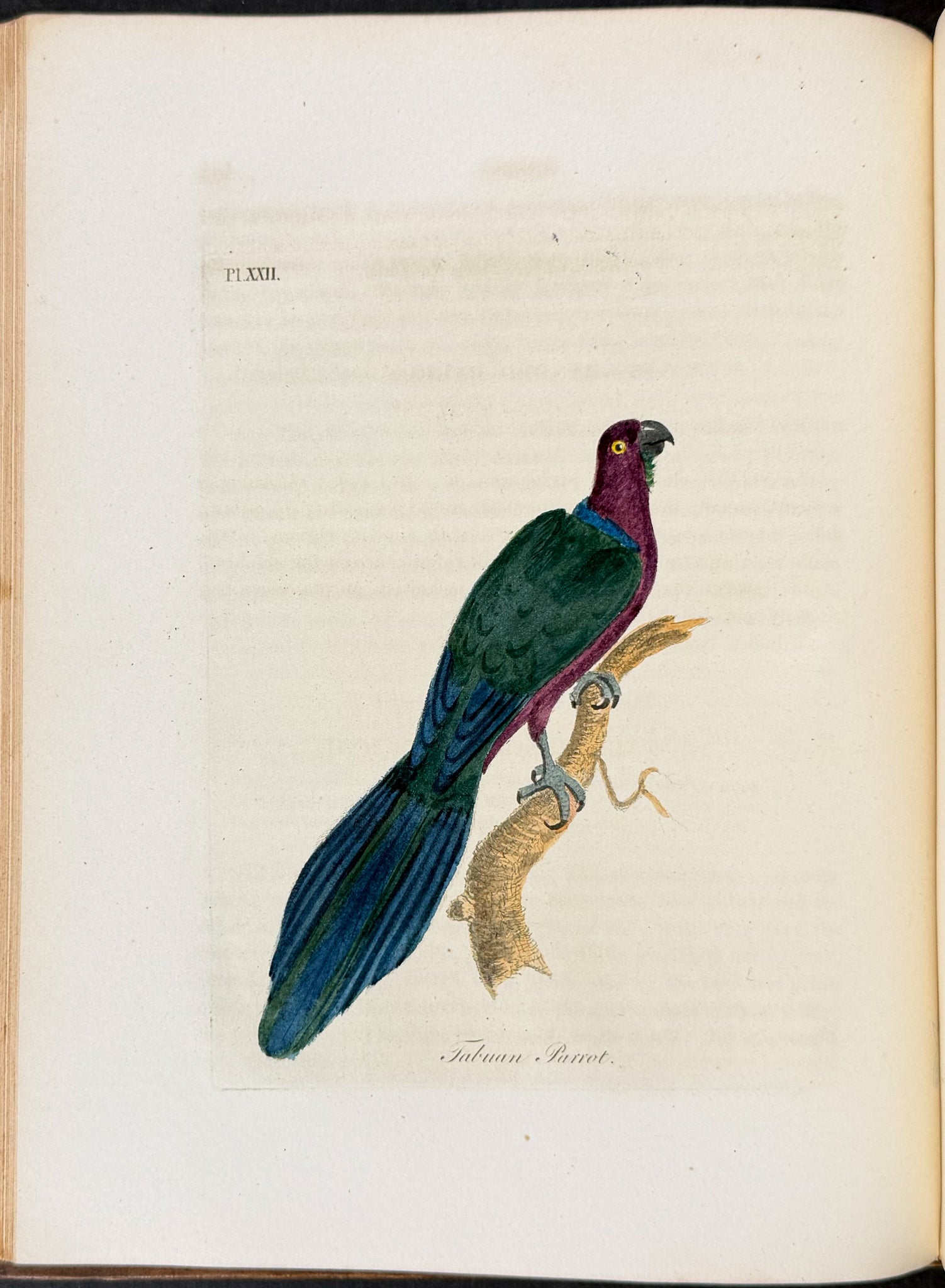A General History of Birds