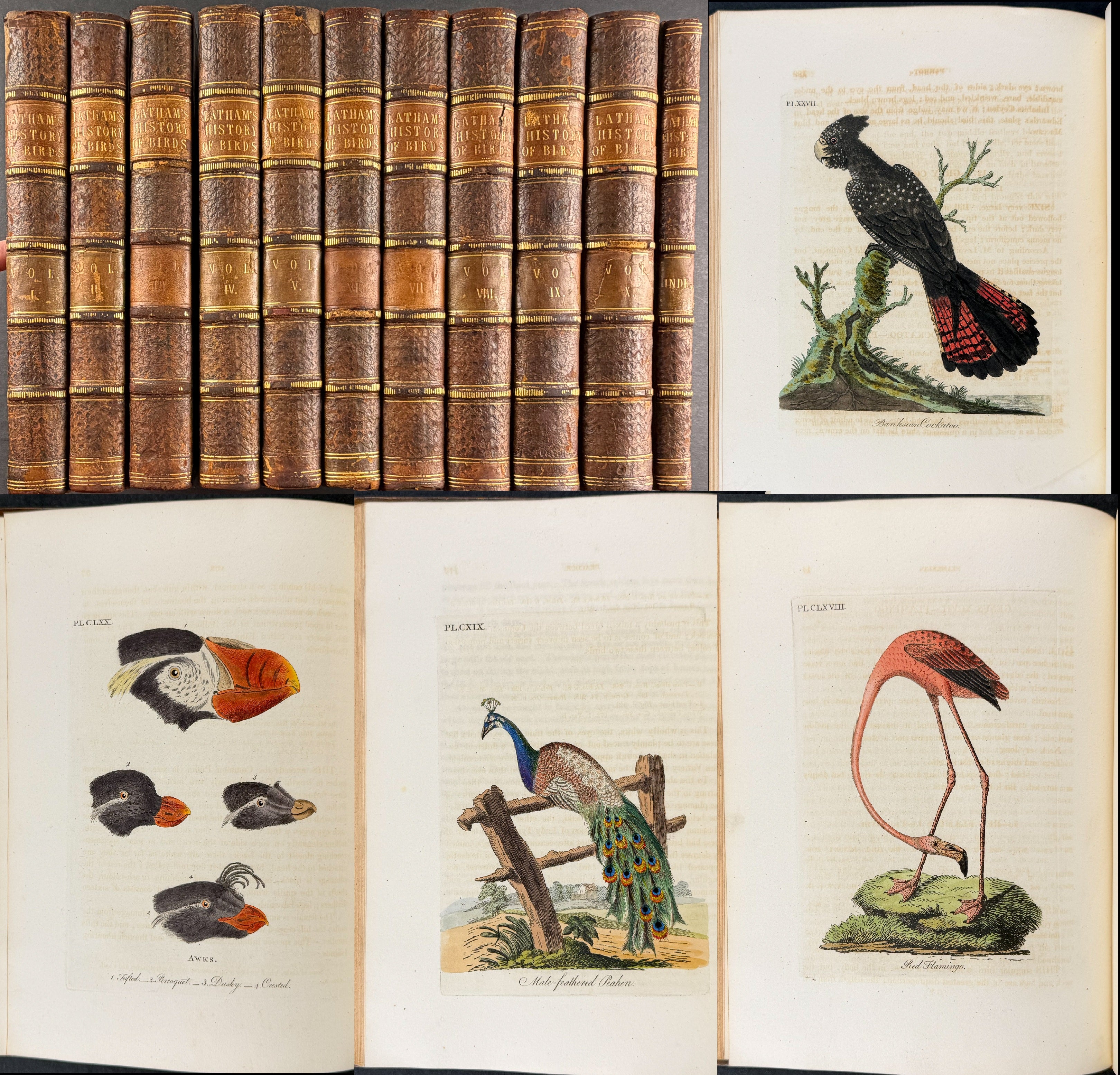 A General History of Birds