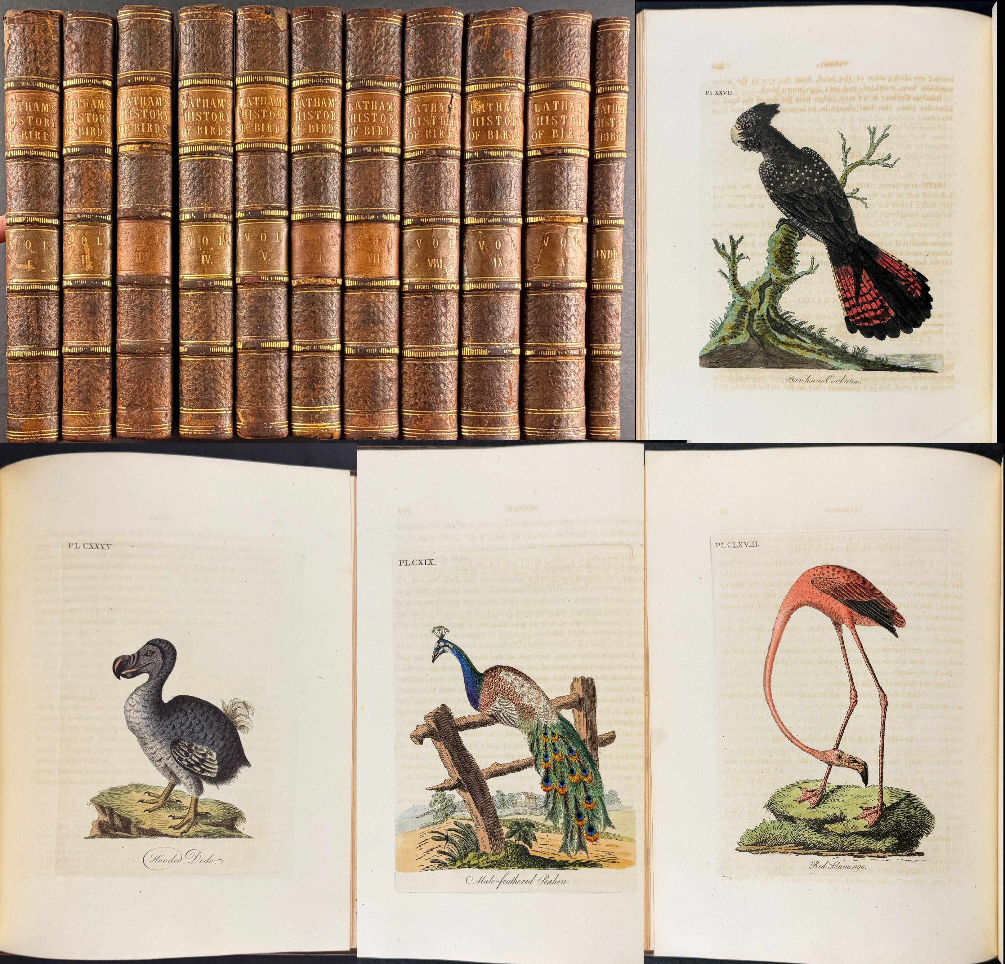 Latham's A General History of Birds - 11 Volumes with 193 Originally Hand-colored Engravings