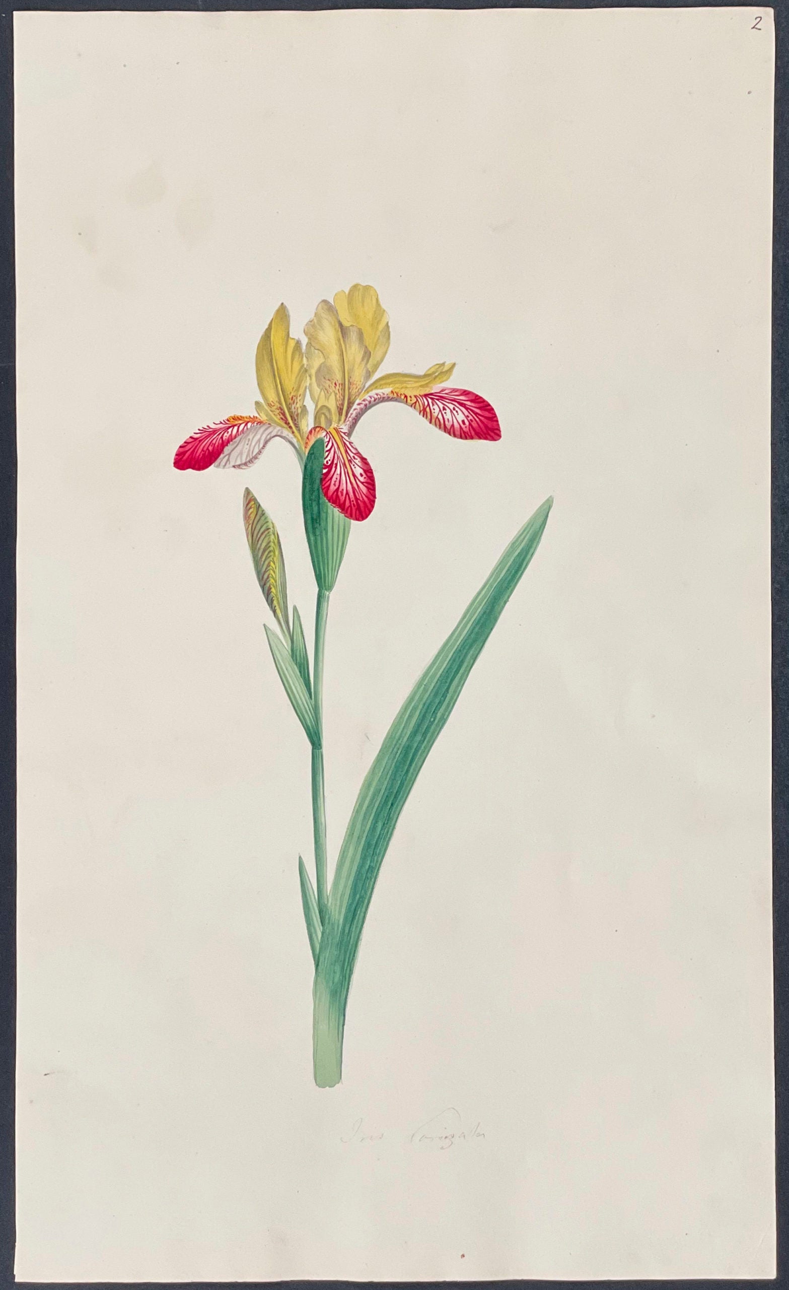 Iris
