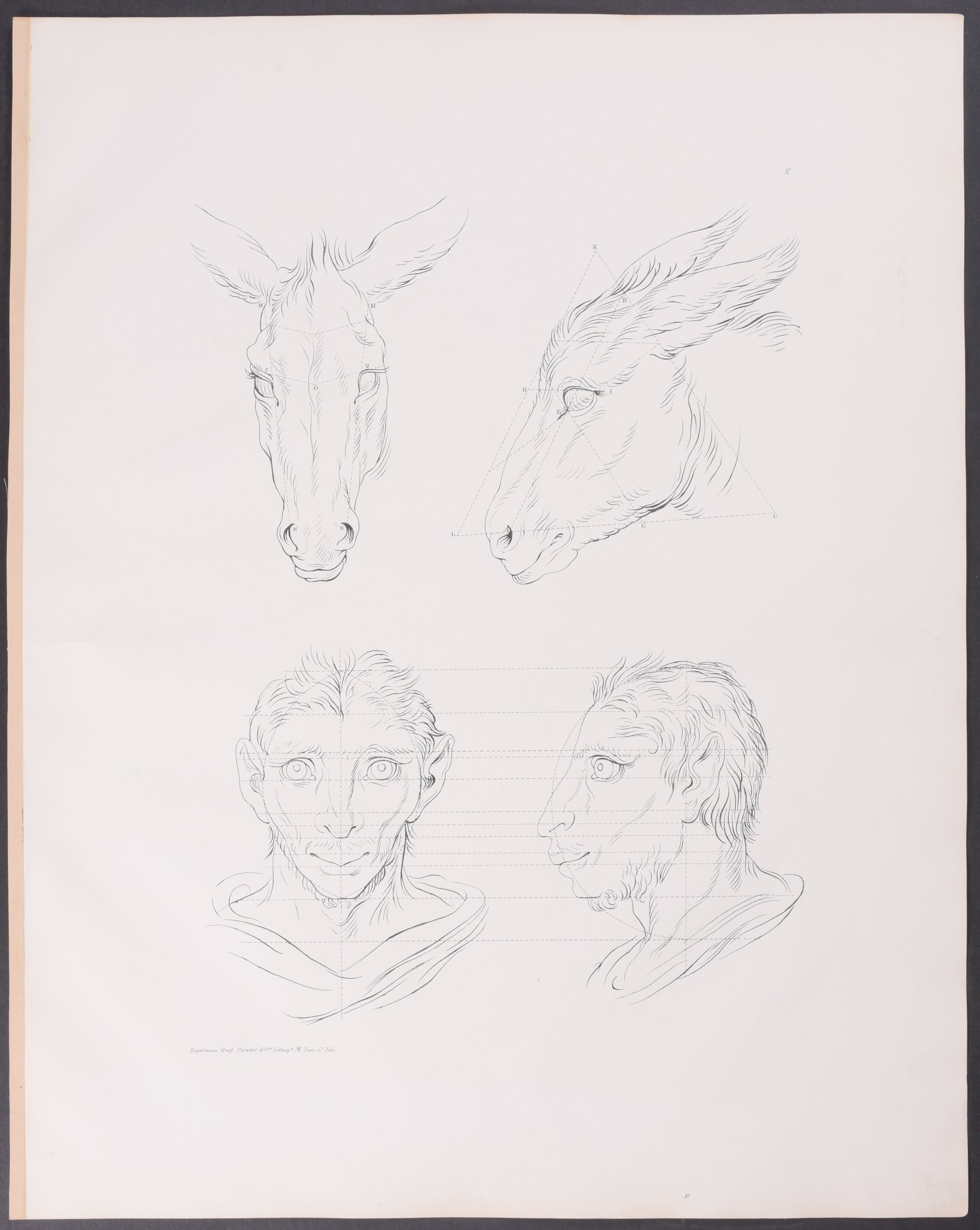 Man as Ass (Donkey or Mule)