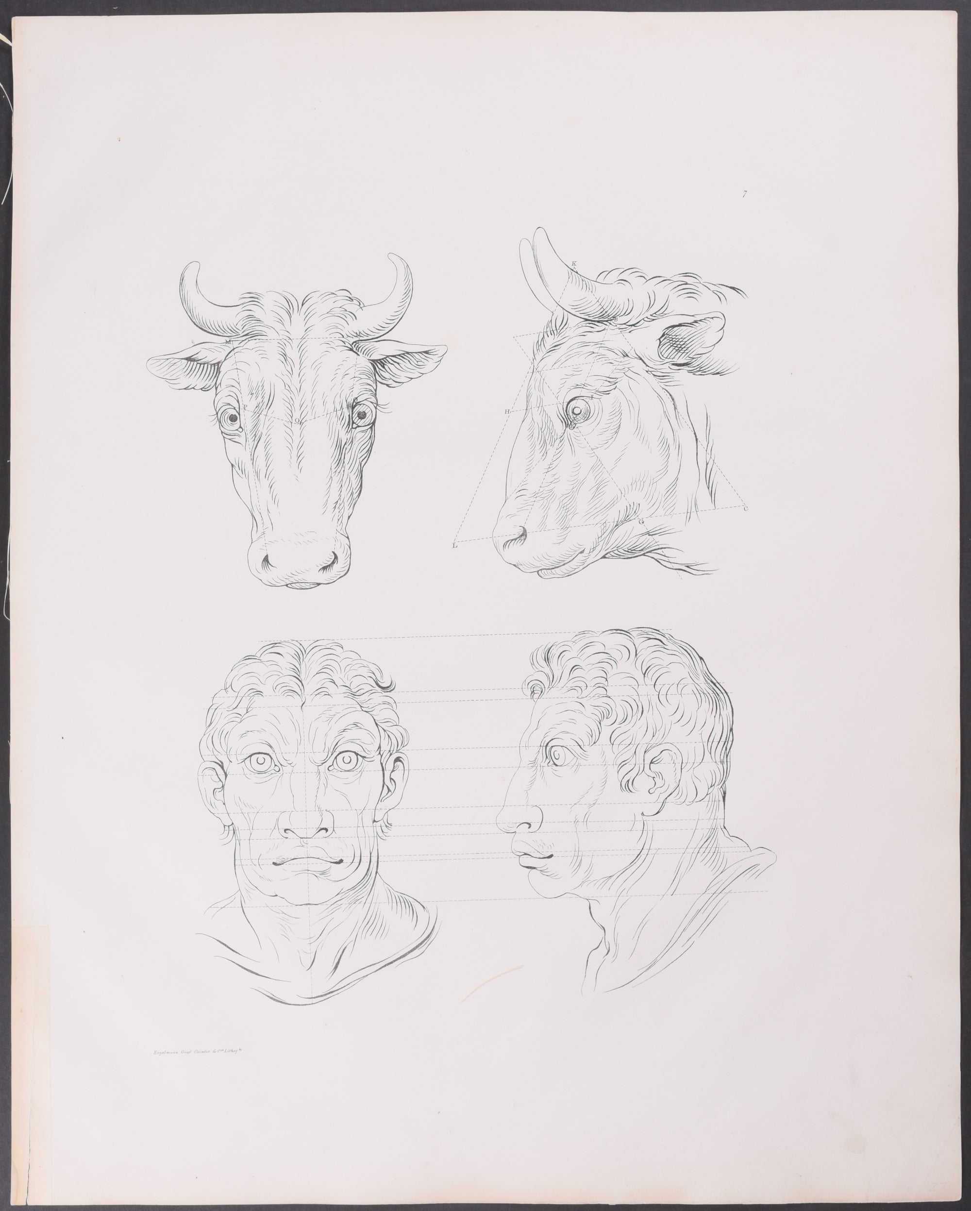 Man as Cow or Ox