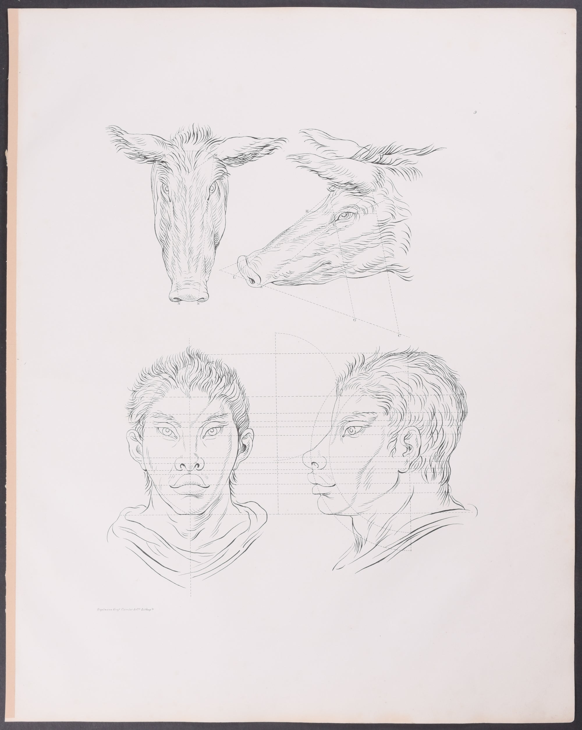 Man as Pig or Hog