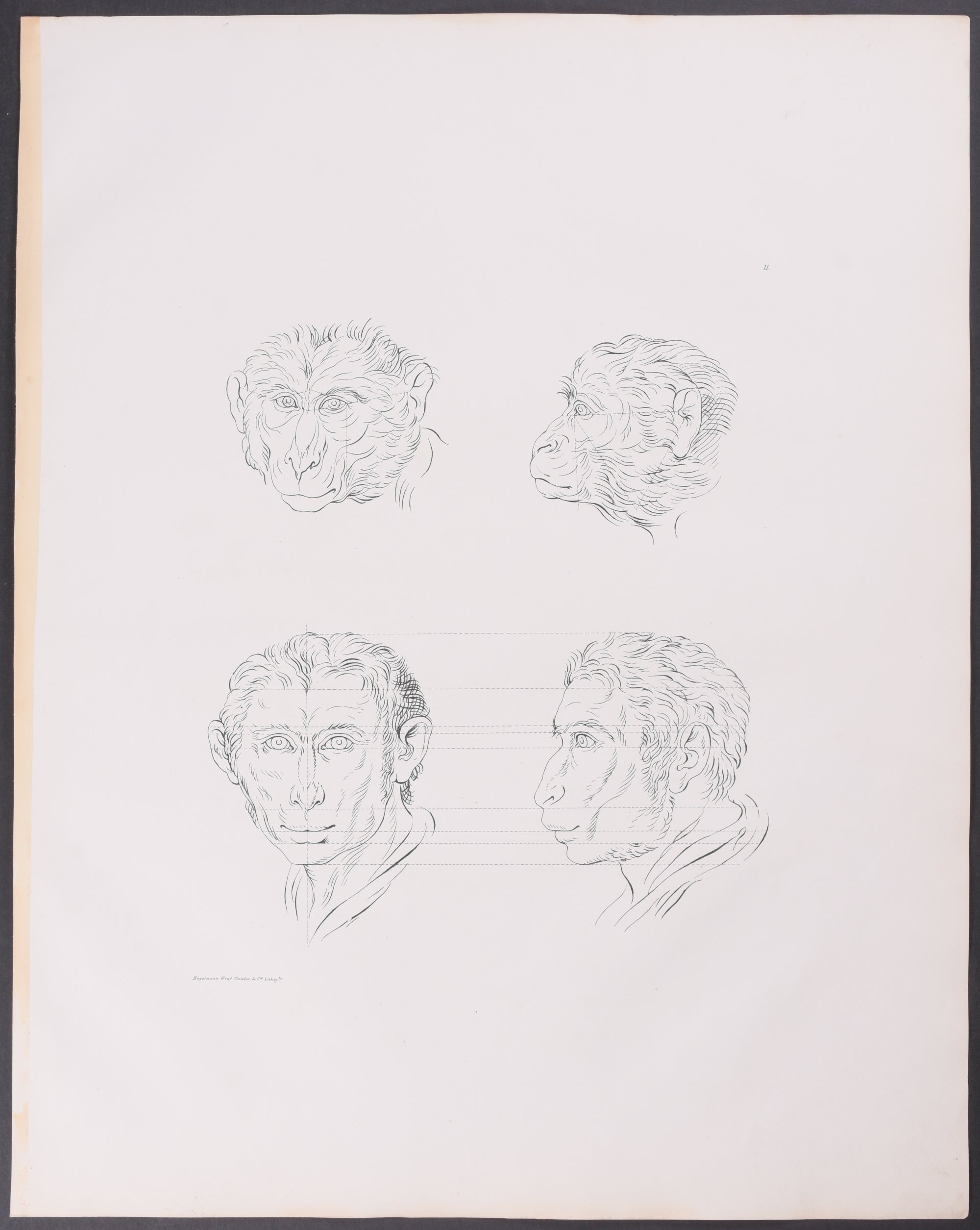 Man as Monkey